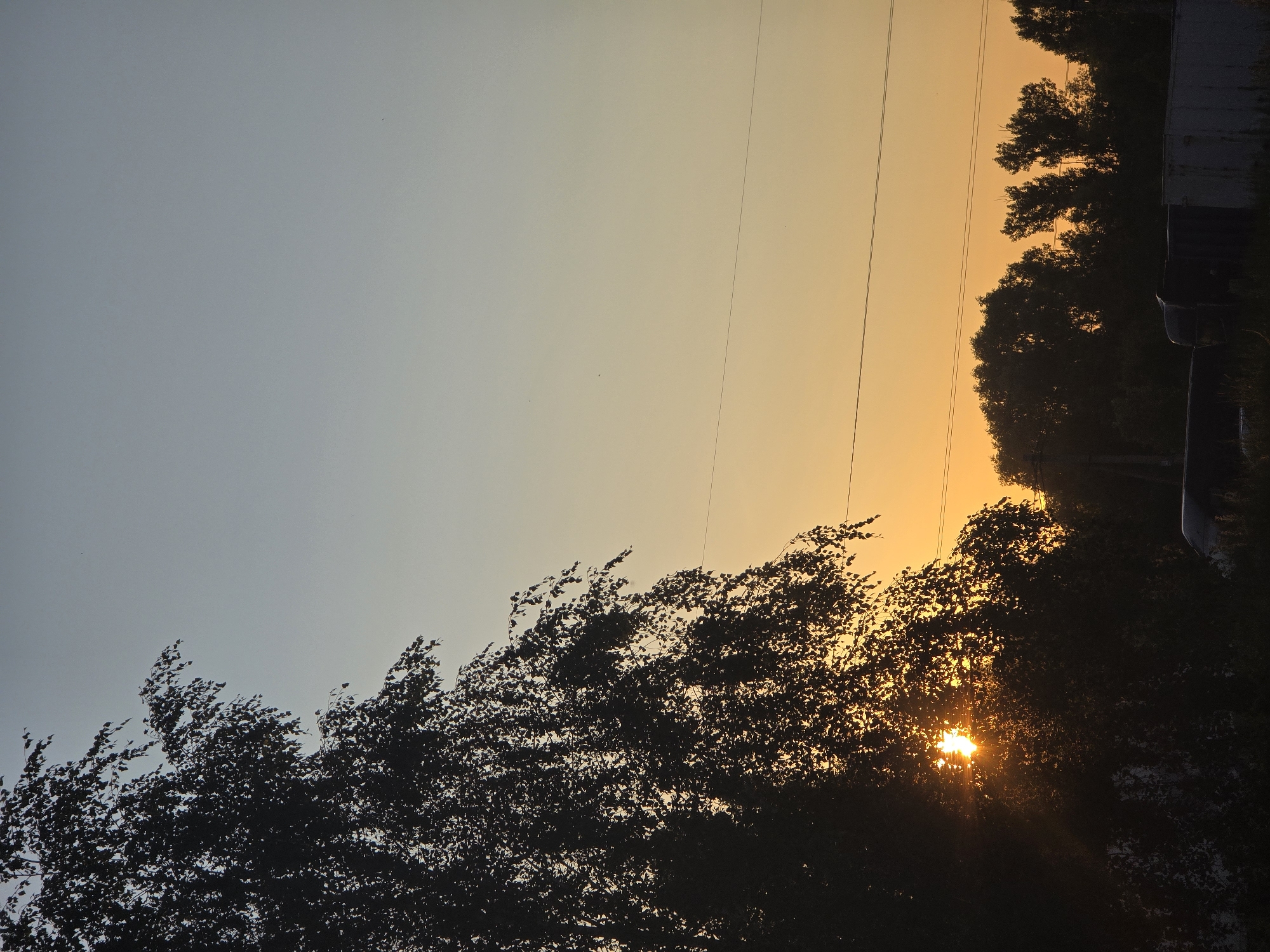 The image depicts a sunset viewed from Sofiivska Borshchahivka, Ukraine. A large, silhouetted tree with sparse leaves dominates the left side of the frame, with the sun's rays peeking through its branches, casting a warm glow. The sky transitions from a pale blue at the top to a soft orange and yellow near the horizon. Two thin power lines stretch horizontally across the scene. In the background, a line of silhouetted trees forms a dark horizon, and at the bottom, there are indistinct dark shapes that could be the tops of vehicles or structures. The overall impression is a tranquil, late evening scene.