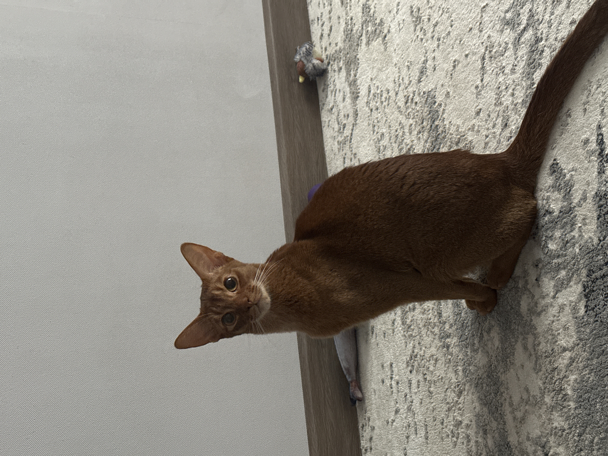 An Abyssinian-type cat with rich reddish-brown (likely sorrel or cinnamon) fur is the central subject of this indoor photograph. The cat is positioned on a light grey and white patterned carpet, next to a vertical wooden panel. Its body extends towards the right of the frame, while its head is turned sharply to the left, looking directly at the camera with large, attentive, and curious eyes. Its pointed ears are alert, and long whiskers are visible.
The setting appears to be a domestic interior. To the cat's left is a plain light grey wall. Two cat toys are visible near the cat: a small, fluffy, grey and white bird-like toy with yellow accents rests on the carpet near the wooden panel, slightly above the cat's back. A flat, fish-shaped toy is partially visible underneath the cat's belly. The lighting is bright and even, consistent with daytime indoor conditions. There are no specific visual cues within the image to indicate the provided location of Kazan, Russia, as it depicts a generic indoor scene. No visible text is present in the image.