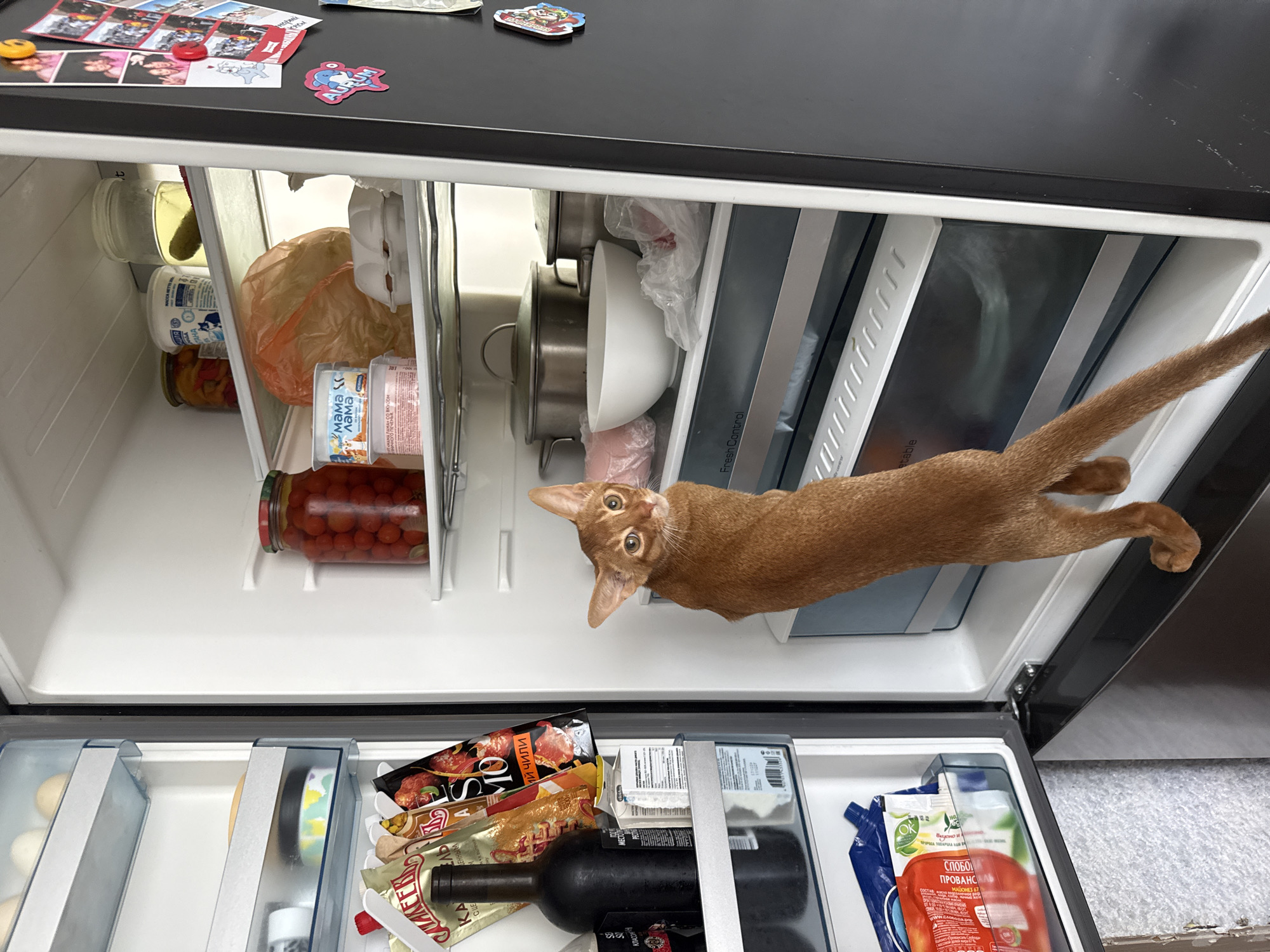 An Abyssinian cat, with distinctive reddish-brown fur and large, alert eyes, is captured mid-air as it appears to be jumping into or out of an open refrigerator. The cat is positioned vertically in the frame, with its body extended and its tail gracefully curved. Its front paws are reaching towards the shelves of the refrigerator, and its gaze is directed at the viewer with an intense expression.
The refrigerator is well-stocked with various food items. On the top shelf, there are jars of pickled vegetables, yogurt cups, and a plastic bag containing food. Below, a large white bowl and metal pots are visible, along with more food items wrapped in plastic. The bottom drawers of the refrigerator contain a variety of packaged foods, including what appears to be cured meats, a bottle of dark liquid, and other assorted items.
The background shows the interior of a kitchen, with the refrigerator door open, revealing the contents. On top of the refrigerator, there are several magnets and what seem to be small printed photographs. The lighting suggests it is daytime. The overall scene is humorous and unexpected, highlighting the cat's acrobatic abilities and curiosity. Visible text on packaging includes Russian words such as "СЛОБО" (Slobo), "ПРОВАНСАЛЬ" (Provansal'), and brand names that appear to be in Cyrillic script. The text "Fresh Control" is also visible on a compartment within the refrigerator.