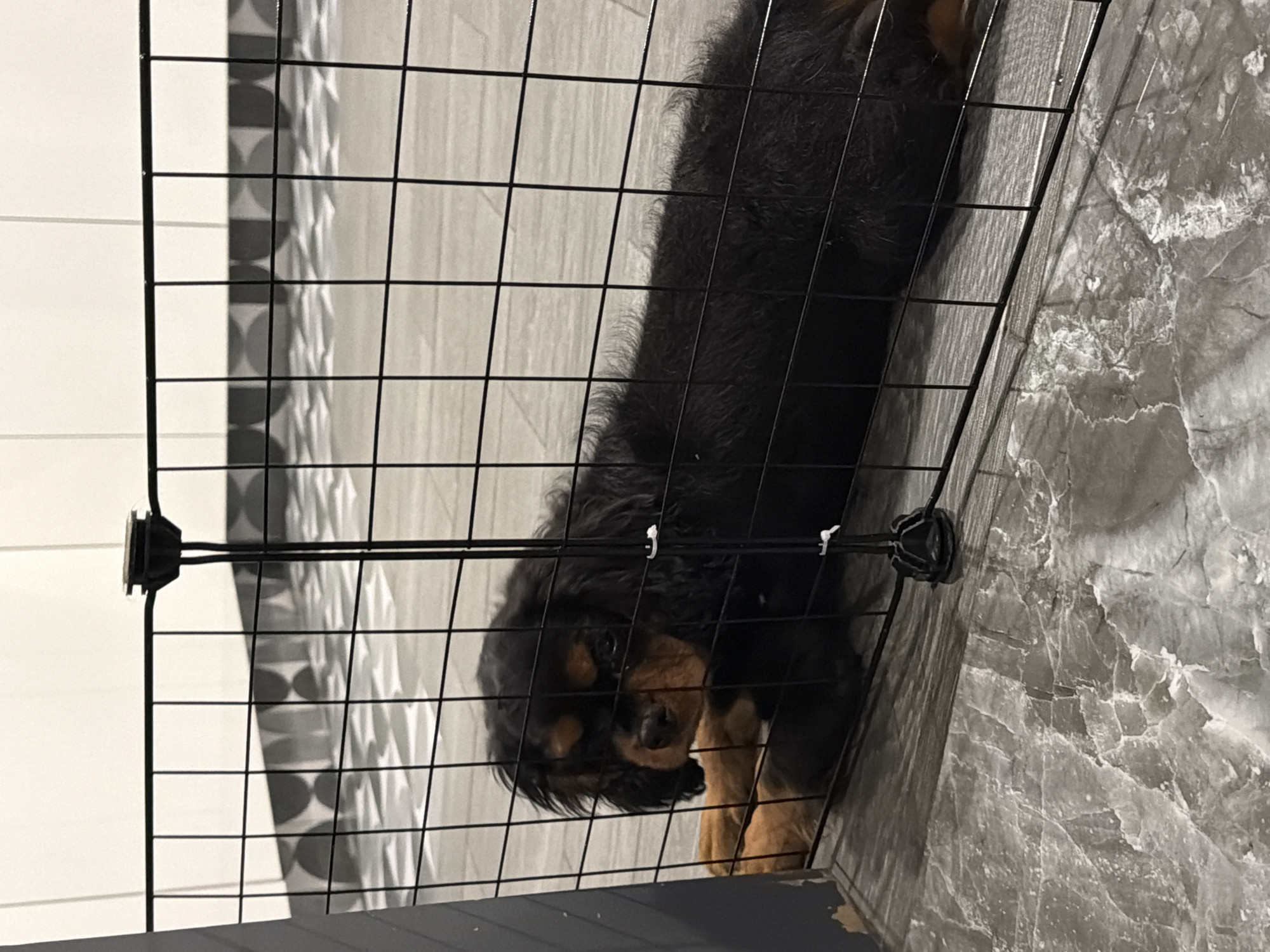 A black and tan dog, likely a Cavalier King Charles Spaniel, is depicted lying down indoors, peering through a black wire playpen. The dog has long, wavy dark fur with distinct tan markings on its face, above its eyes, on its chest, and paws. Its expression appears calm and somewhat curious as it looks towards the viewer.
The dog is positioned on a light-colored, textured floor, possibly a tile or laminate surface. It is contained within a black modular wire enclosure, the panels of which are visible in the foreground, creating a grid pattern. Black plastic connectors secure the panels of the playpen.
In the background to the left, a white wall with subtle horizontal paneling is visible. Towards the center background, a grey fabric, possibly a curtain or blanket, features a repeating pattern of light-colored circles. To the right of the dog, a darker, grey surface with a distinct marbled or stone-like texture is visible, suggesting another wall or a continuation of the floor with a different pattern. The scene is illuminated by indoor lighting. There is no visible text in the image. The setting appears to be a domestic interior, consistent with a home or pet-friendly establishment in Puebla, Mexico.
