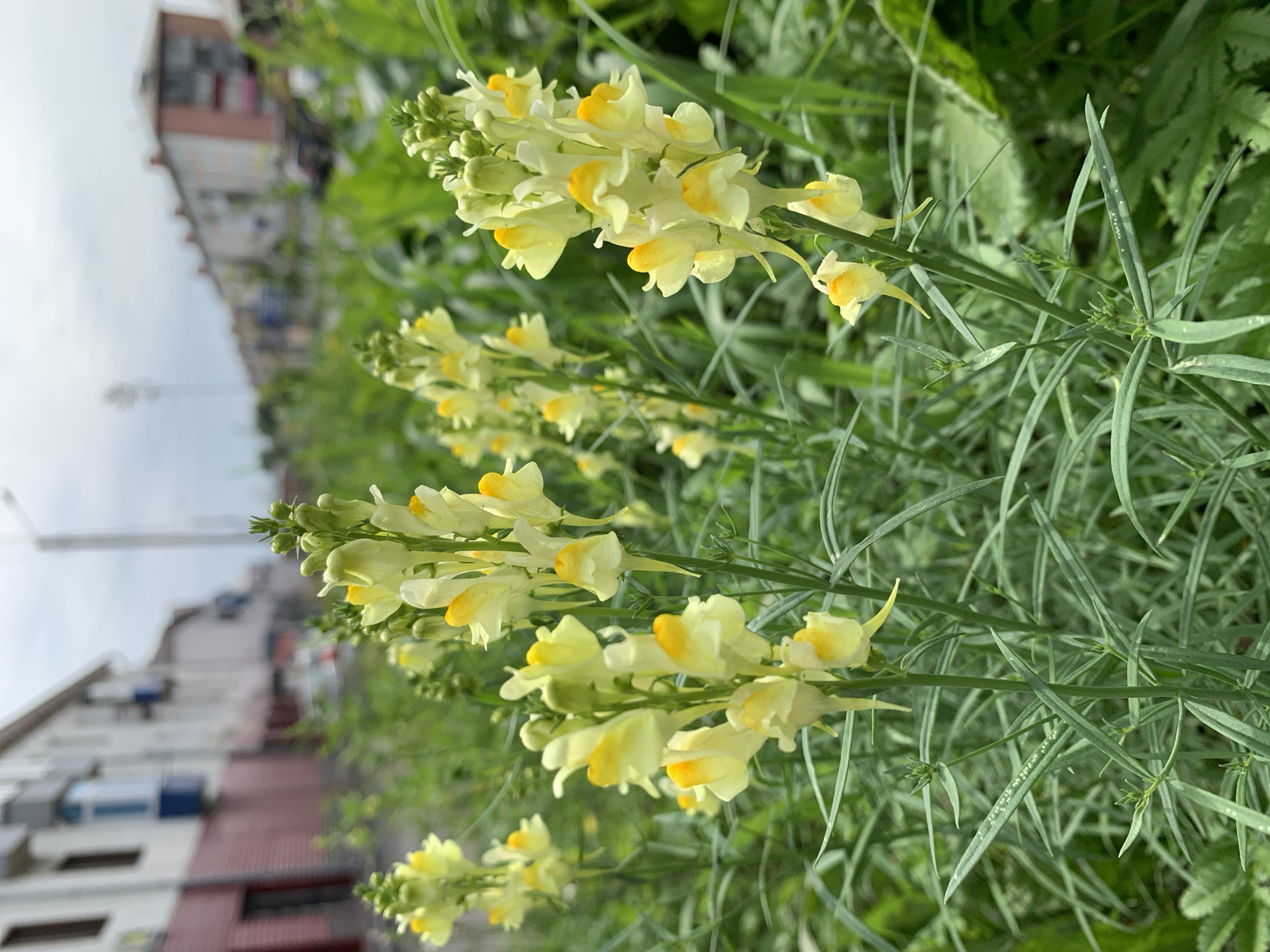 This is a close-up, eye-level, outdoor, daytime, natural-light photograph of yellow flowers blooming in a grassy area, with buildings and a street in the background. The flowers are the primary subject, with a cluster of yellow and white blossoms in the foreground, some with orange markings. The flowers have a distinctive snapdragon-like shape and are on slender green stems. The background shows a street lined with buildings, which appear to be residential buildings. The sky is overcast. The scene is likely located in an urban area, possibly within the city of Prokopyevsk, Russia, given the architectural style of the buildings. The overall impression is one of nature reclaiming urban spaces, with wildflowers growing along the side of a street or in a neglected lot. There are no people or animals visible in the frame.