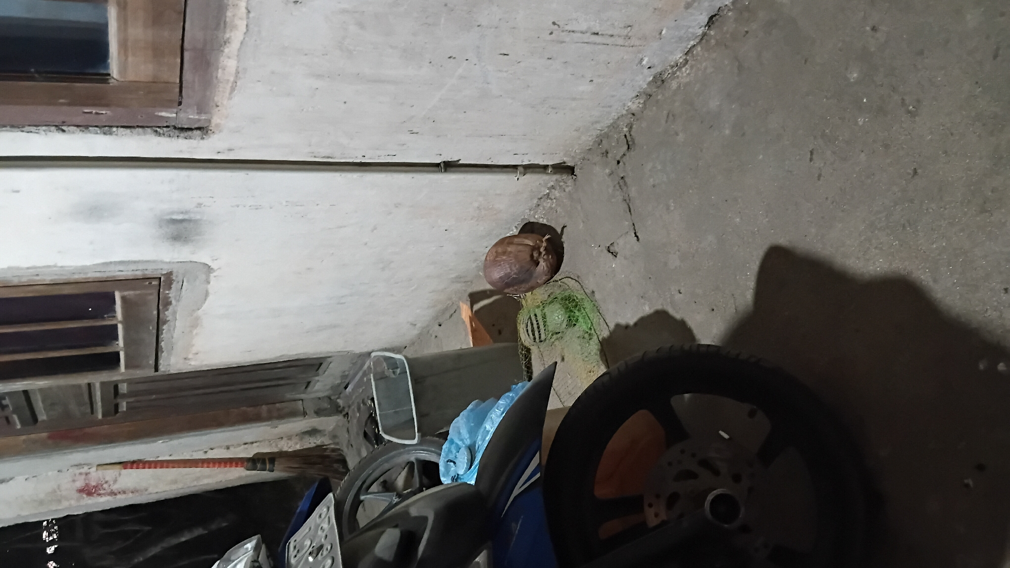 A motorcycle is parked on a concrete floor near a wall. A coconut sits on the ground next to the motorcycle, partially covered by a green net. A blue plastic bag is placed on the motorcycle. A broom with a red handle leans against the wall. The wall is made of concrete with a wooden window frame. The scene appears to be outdoors, possibly in a residential area of Prabumulih, Indonesia.
