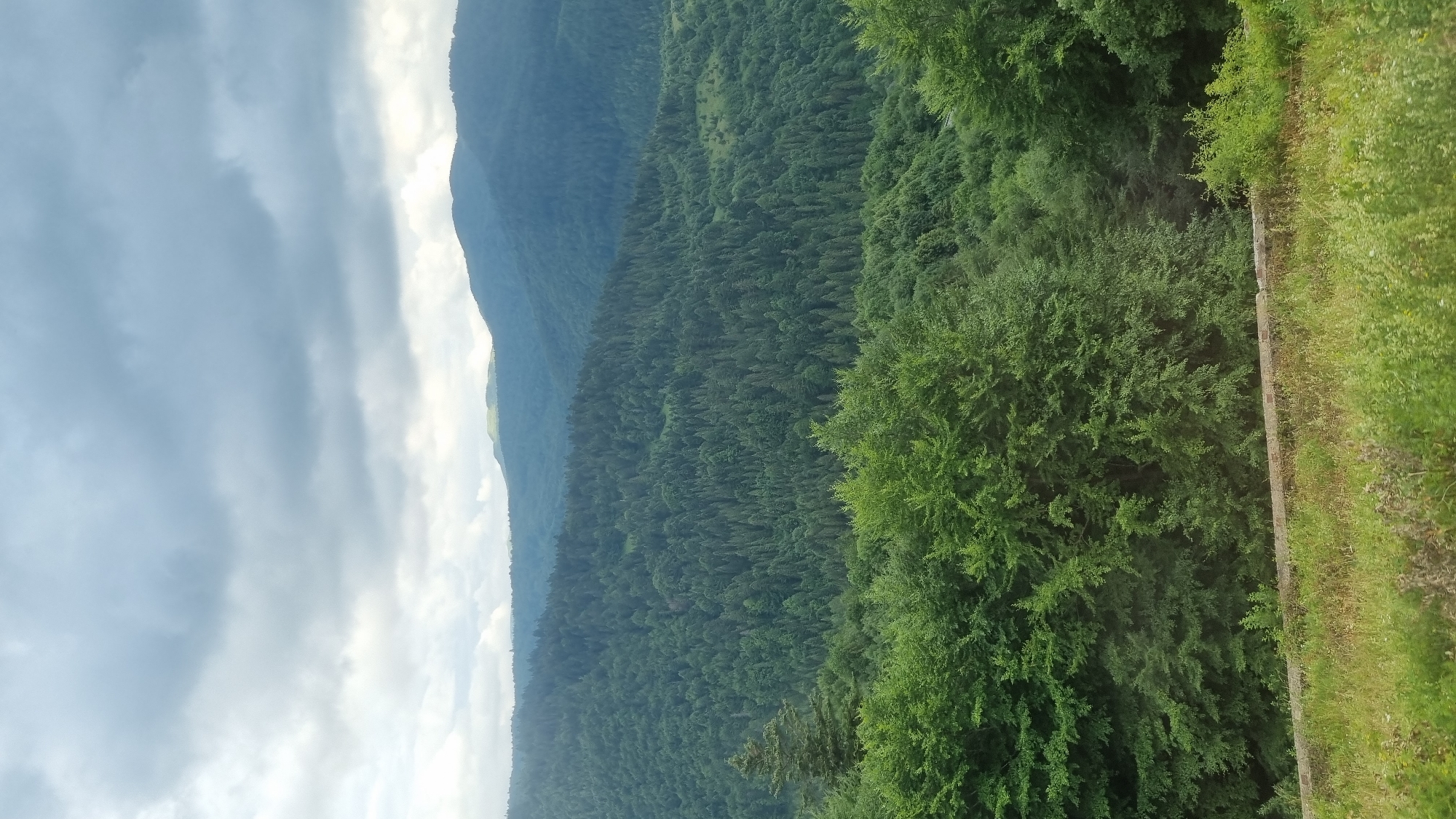 This is a vertical, medium-distance shot of a lush, green mountain landscape under a cloudy sky. The foreground features a grassy area with some dry vegetation and a low, stone wall. Behind the wall, a dense line of trees with vibrant green foliage dominates the mid-ground, with one prominent evergreen tree standing out. The background consists of rolling, tree-covered mountains that fade into a hazy blue, with more distant, softer mountain ridges visible. The sky is filled with heavy, grey clouds, with some lighter patches suggesting diffused sunlight. The scene is likely a natural outdoor environment, possibly a viewpoint overlooking a valley. The geographical location is Uzhok, Ukraine, a region known for its Carpathian mountain scenery. There are no people or animals visible in the image.