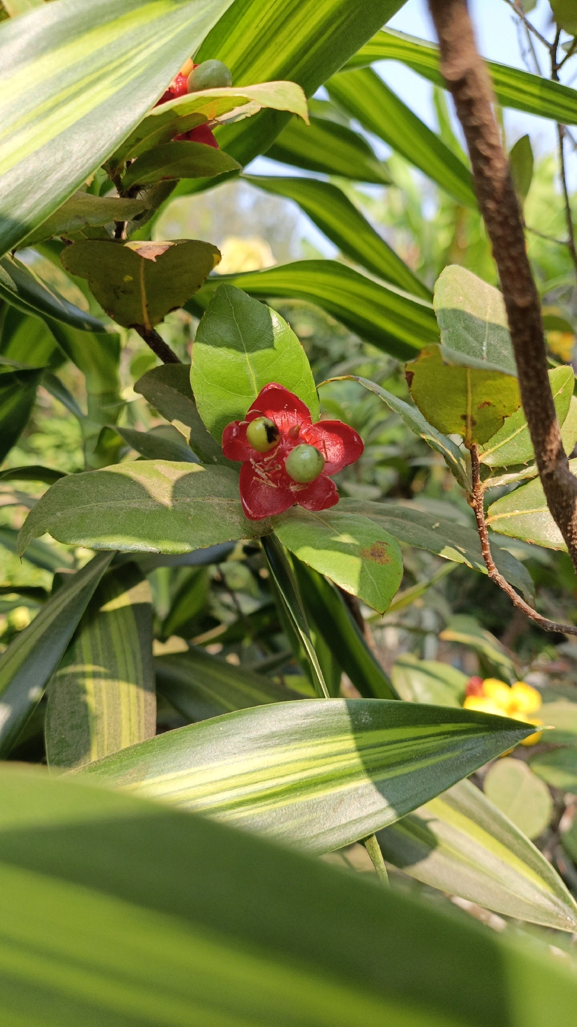 The image captures a close-up view of a small, vibrant red flower with two green seed pods, set against a backdrop of lush green foliage. The flower's petals are delicate and somewhat translucent, with a slightly ruffled texture. The green seed pods, appearing almost like tiny eyes, are prominently positioned on the flower, one slightly larger than the other. The surrounding leaves are broad and glossy, with some displaying a variegated pattern of light and dark green stripes. The lighting suggests it is daytime, with sunlight filtering through the leaves, creating dappled shadows. The image is framed by more foliage in the foreground and background, suggesting a natural or garden setting. There is no evidence of human presence, specific landmarks, or recognizable urban features that would pinpoint a location within Cikal, Indonesia. The scene is entirely natural, focusing on the intricate details of the flower and its surroundings.