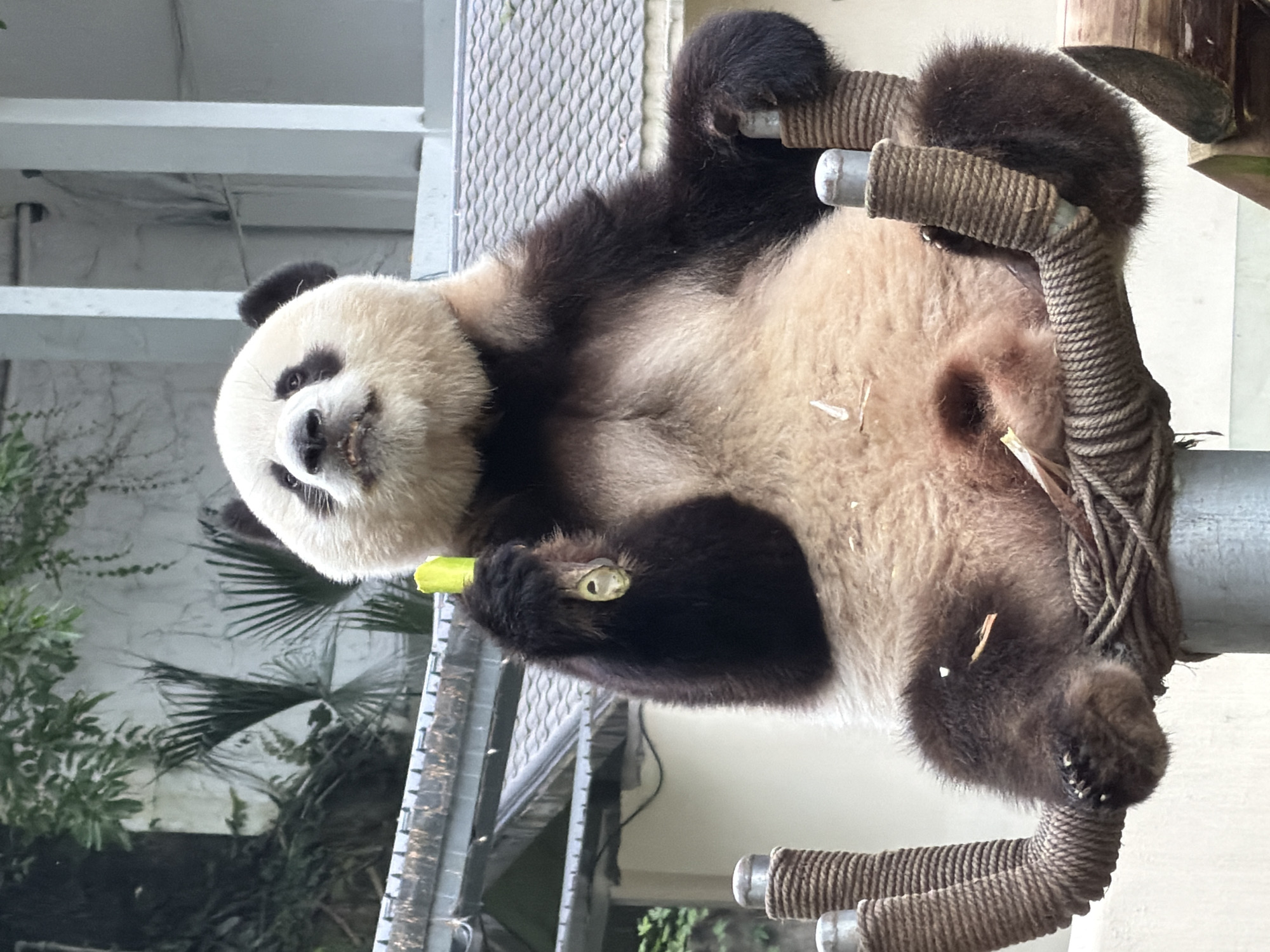 A giant panda sits with its legs splayed, holding a stalk of bamboo in its right paw. The panda is on a brown, rope-covered platform, and it is looking upwards with its mouth slightly open. The background consists of a white building with a gray roof and some greenery. This image was taken in the Jiulongpo District of China.
