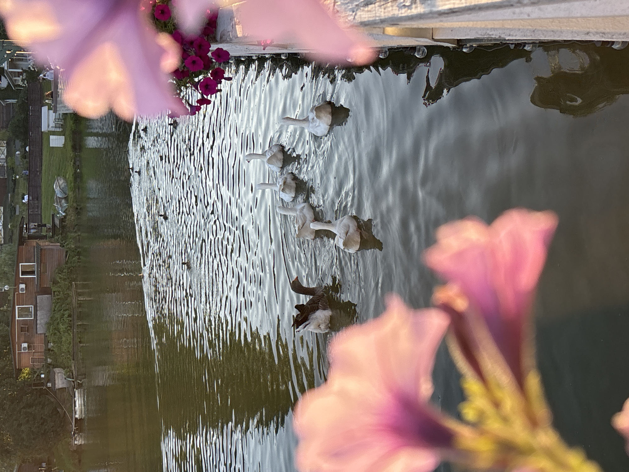A group of geese swims on a body of water near a wooden structure and a railing with flowers. The water is rippled and reflects the trees and buildings on the shore. In the foreground, blurry pink and purple flowers frame the scene. In the background, a rustic wooden building, possibly a house or boathouse, is visible with windows and air conditioning units. The surrounding area appears to be a park or recreational area, with people visible in the distance near more buildings. This scene is located in Romashkovo, Russia.