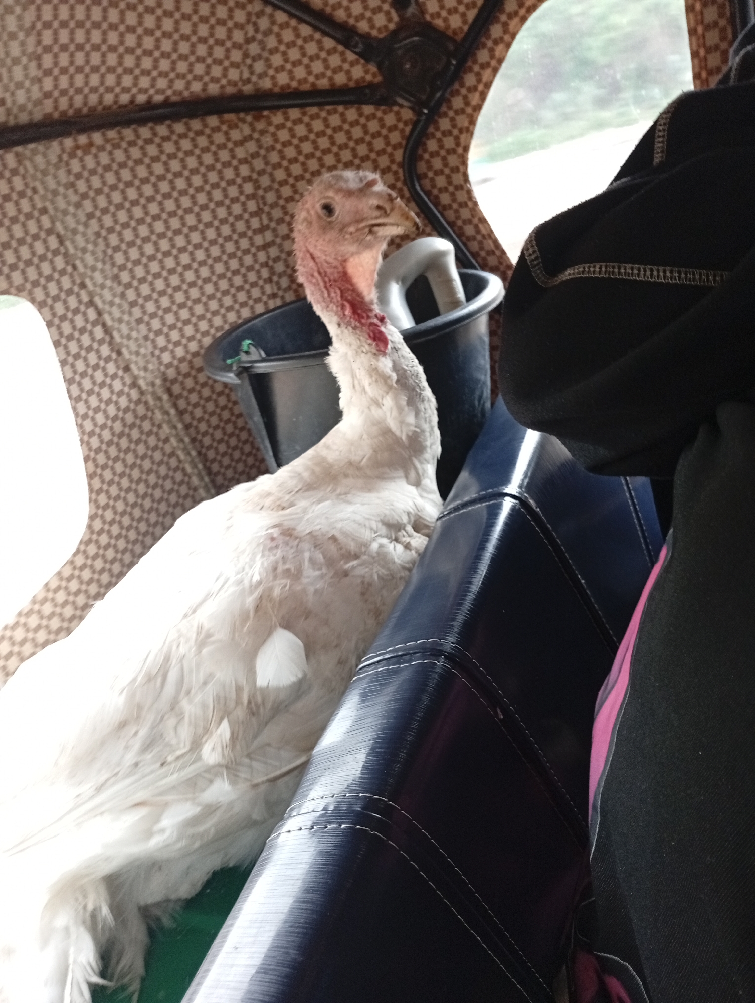 A white turkey is sitting inside a vehicle, likely a tricycle or tuk-tuk, with its head and upper body visible. The turkey has pink skin on its head and neck and is facing to the left. The interior of the vehicle is lined with a brown and white checkered fabric. A black bucket is visible behind the turkey's head. A dark blue, possibly leather, seat is in the foreground, with stitching visible. A black garment, likely a jacket or blanket, is draped over the seat and the edge of the vehicle. The scene appears to be outdoors, with a blurred green and white background visible through a window. The image quality is fair, with some motion blur. The location is specified as the city of Jos, Nigeria.