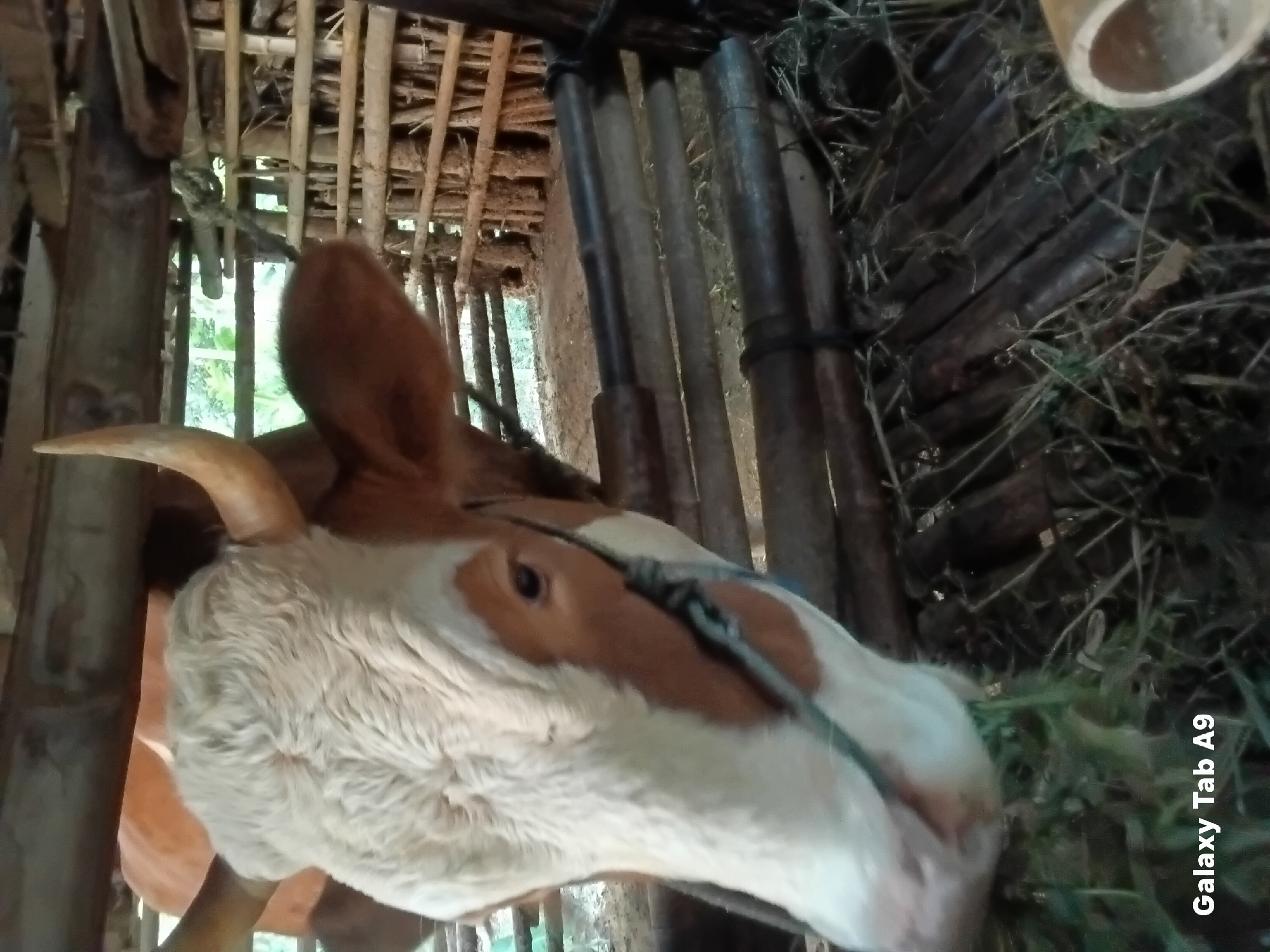 A close-up, low-angle shot focuses on the head of a cow inside a rustic wooden enclosure in Trenggalek, Indonesia. The cow, with white and brown markings on its face, has small, curved horns and appears to be chewing. A rope is tied around its muzzle. The enclosure is constructed from rough-hewn logs and bamboo poles, with dried grass and hay scattered on the ground. The background shows more wooden structures and vegetation. The overall scene depicts a common rural setting.