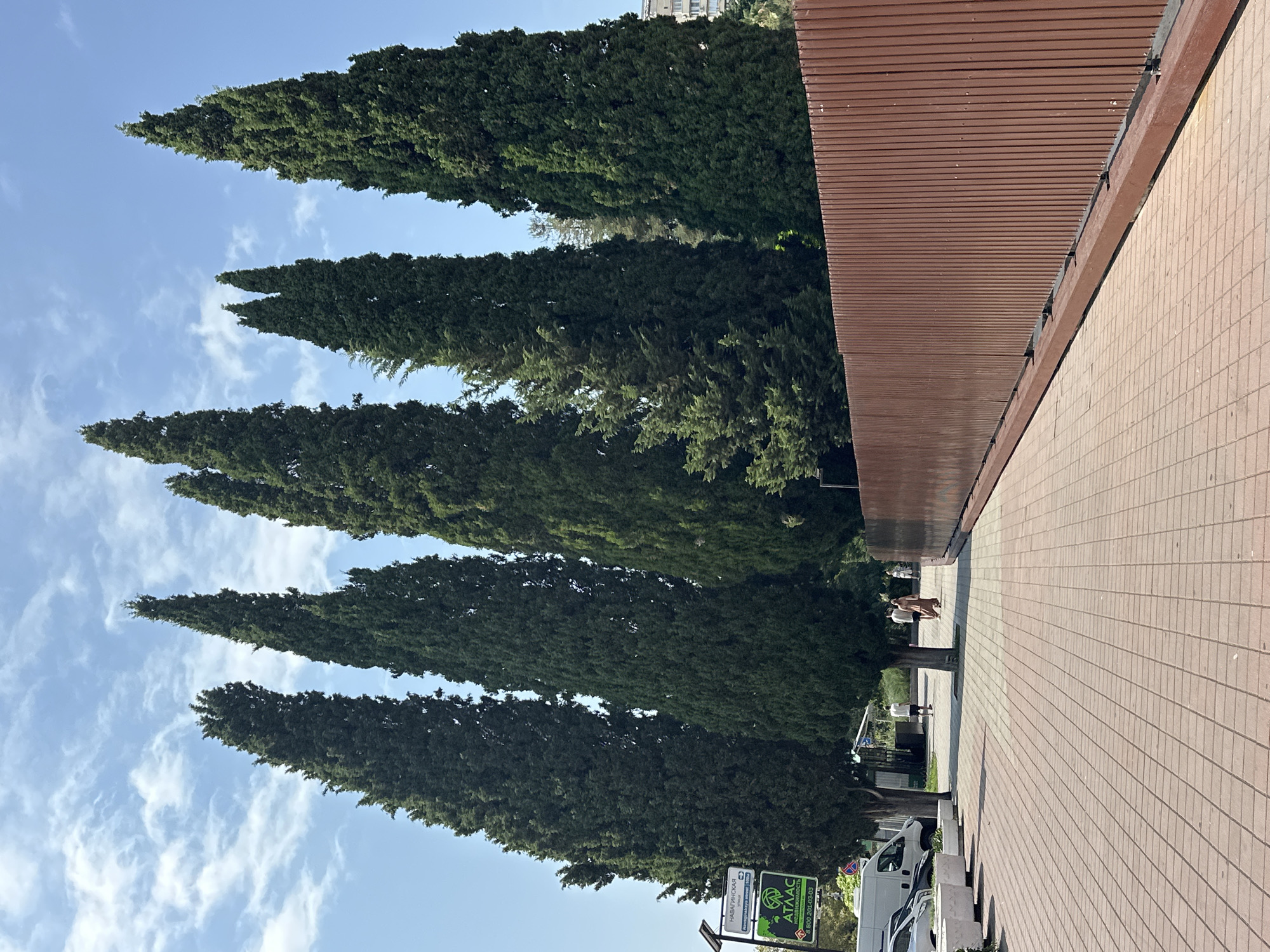The image depicts a street scene in Sochi, Russia, on a sunny day with a clear blue sky and scattered clouds. A paved walkway with reddish-brown tiles runs diagonally across the foreground, leading into the distance. To the right of the walkway is a tall, reddish-brown fence made of vertical metal planks. A line of cypress trees stands behind a low wall to the left of the walkway, some reaching a significant height and casting shadows. In the middle ground, several people are walking along the path. One person, dressed in a light-colored outfit, is walking away from the camera. Another individual in a long, flowing dress is walking towards the camera, accompanied by another person. Further down the path, more people are visible. To the far left, a white van and a car are parked, with a signpost above them. The signpost has text in Russian, with "НАВАГИНСКАЯ" (Navaginskaya) and "Navaginskaya street" visible. Below this, a green and white advertisement for "АТЛАС НЕДВИЖИМОСТЬ" (Atlas Real Estate) is displayed, along with a phone number. In the background, the tops of buildings and more trees are visible.