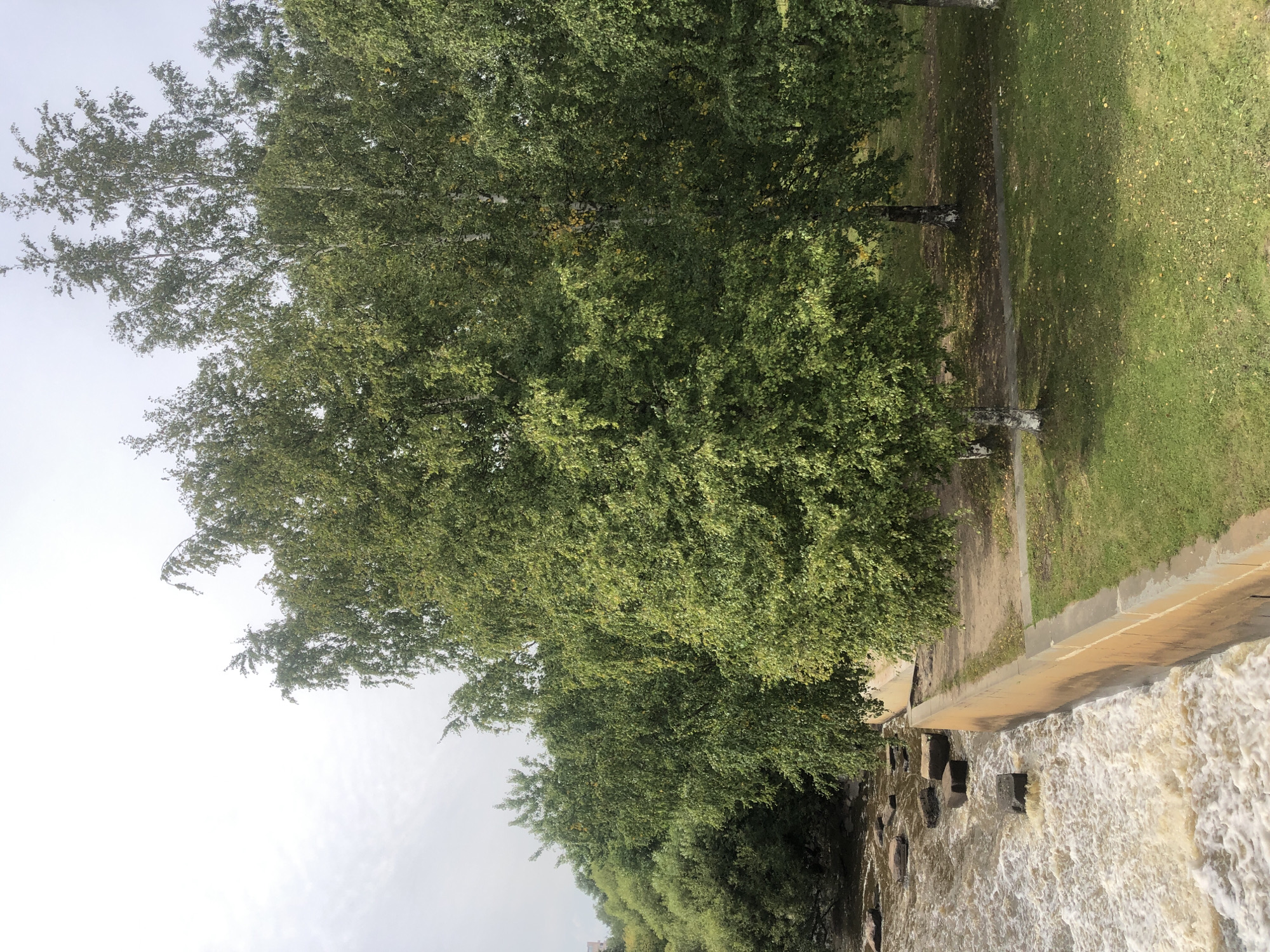 A slightly overcast day in Sestroretsk, Russia, features a flowing river with turbulent, foamy water cascading over submerged rocks. The riverbank is lined with a concrete retaining wall, painted a yellowish-orange. To the right of the wall is a grassy area dotted with fallen yellow leaves, and a paved pathway runs alongside the grass. Several birch trees with white bark and dense green foliage stand in the park area, casting dappled shadows on the ground. The river continues to flow into the foreground, with more rocks visible in the water. In the background, a dense line of green trees stretches across the horizon.