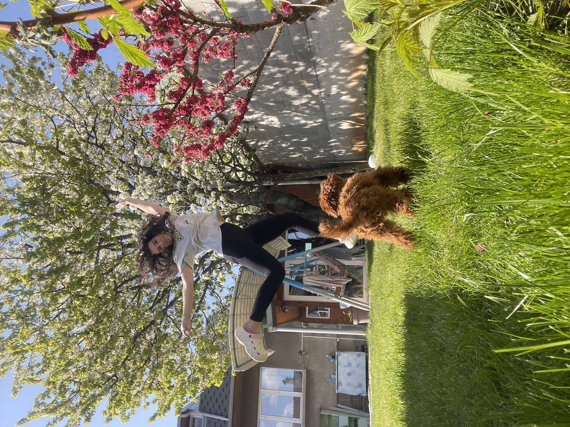 A vibrant outdoor scene unfolds in a sunny residential backyard, capturing a moment of playful activity. A young woman with voluminous, curly dark hair is depicted mid-air, arms outstretched, suggesting she is jumping or dancing. She is wearing a light-colored t-shirt with some indistinct text, dark leggings, and light-colored clogs. Her hair is in motion, conveying a sense of energy and exuberance.
Beside her, on the lush green grass, a fluffy, reddish-brown dog, possibly a poodle or similar breed, is standing or moving. The background features a striking display of nature: a large tree with abundant white blossoms and another tree nearby adorned with vibrant red blossoms, creating a beautiful contrast. Above the trees, a clear blue sky is visible, indicating bright weather.
Below the foliage, parts of a house or building are visible, featuring windows that reflect the sky. A paved area is visible between the house and the grass, dappled with intricate shadows cast by the trees, suggesting a sunny mid-day or early afternoon. A blue metal structure, possibly part of a swing set or outdoor furniture, can also be seen. The overall impression is one of joy and natural beauty in a well-maintained garden during spring.