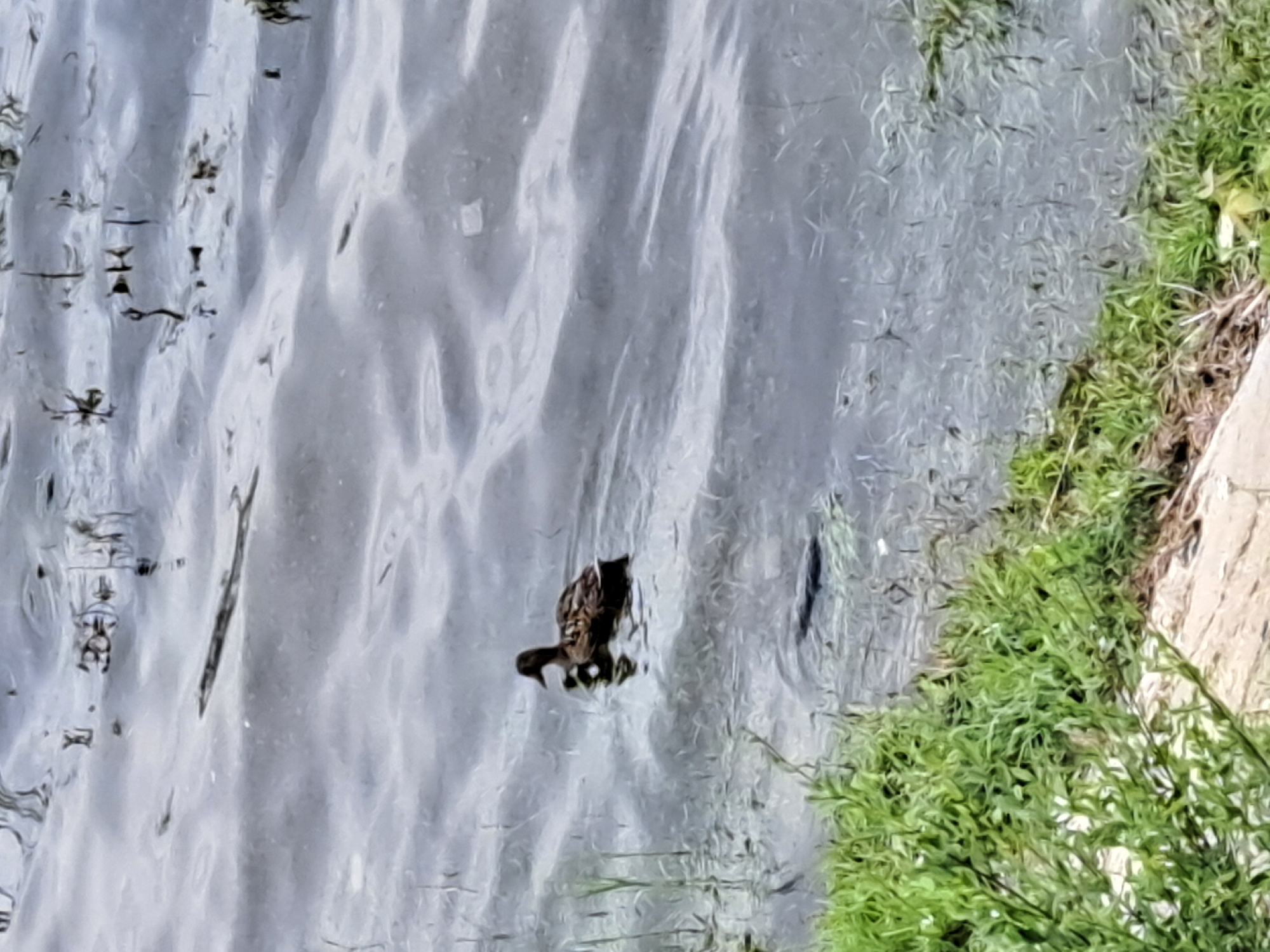 A single mallard duck is swimming in choppy grey water near the grassy bank of a body of water. The duck is facing left, with its head slightly down, appearing to be looking for food or observing something in the water. It has dark brown and lighter brown mottled plumage. The water's surface is disturbed by ripples, reflecting the overcast sky. Scattered reeds and plant stalks emerge from the water. The foreground features a dense area of green grass and some brown earthy tones, suggesting a shoreline or bank. The overall scene appears to be in a natural setting, possibly a park or a riverbank within the city of Irkutsk, Russia. No people are visible in the image.