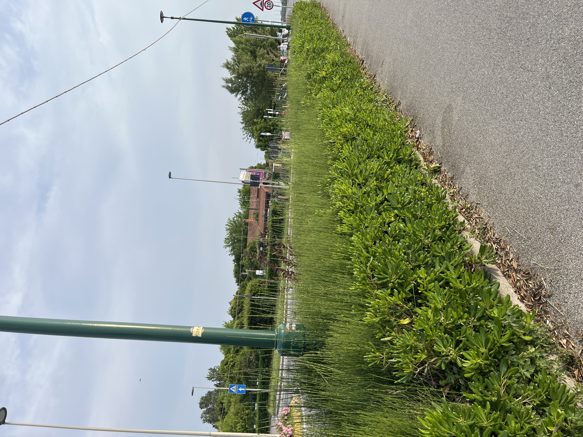 The image depicts a sidewalk in Punta Sabbioni, Italy, adjacent to a road with dense green vegetation bordering it. The vegetation consists of two distinct types: a bushy, leafy shrub closer to the sidewalk and taller, grass-like plants further from the sidewalk. Several street signs and lampposts are visible in the background, along with trees and buildings. The sky is overcast.