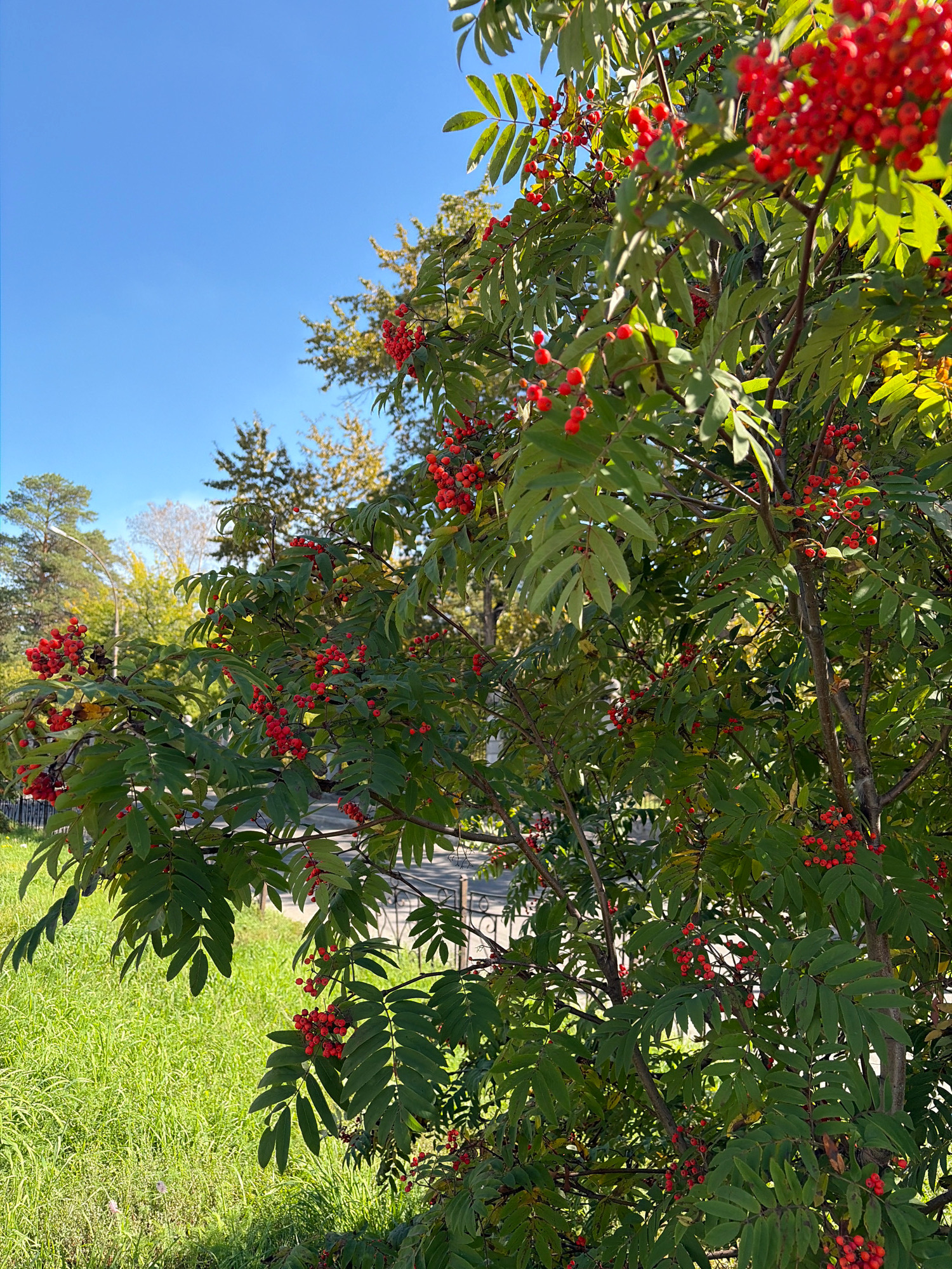 This is a vertical, eye-level, medium shot of a rowan tree with bright red berries, set against a clear blue sky and a grassy area with sparse trees in the background. The foreground is dominated by the rowan tree, its dark green leaves and clusters of red berries filling most of the frame. Sunlight dapples the leaves and berries, highlighting their textures. To the left and slightly in the background, a strip of bright green grass slopes gently. Beyond the grass, a dark metal fence is visible. Further back, several deciduous trees with yellow and green foliage are scattered, suggesting a park or residential area. In the far background, the tops of pine trees are visible. The scene appears to be located in a park or public space in the city of Angarsk, Russia, possibly during the autumn season due to the mixed colors of the leaves. There are no people or animals visible in the image. The overall atmosphere is serene and natural.