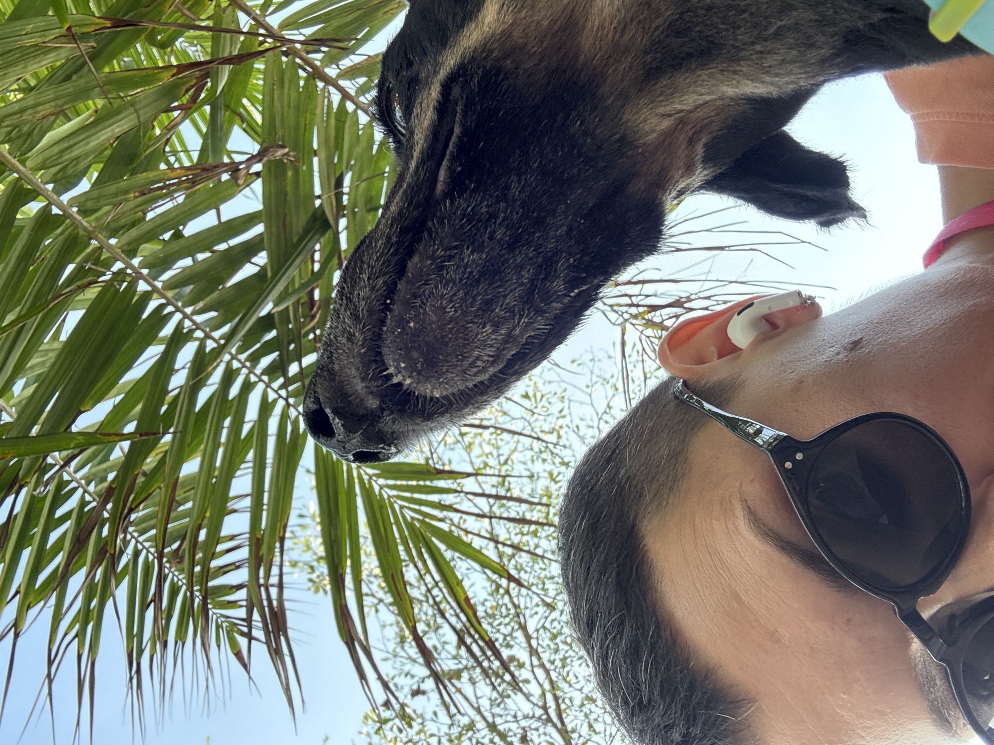 A low-angle, close-up, outdoor shot shows a person's head in the foreground, wearing black sunglasses and an earbud. Their hair is short and dark, and their skin has some texture from the sun. Their face is partially obscured by the sunglasses. To the right and slightly above, a dog's head is visible, with its nose pointing upwards. The dog has dark fur, and its features are detailed. In the background, palm fronds and the sky are visible. The scene appears to be in a natural environment, possibly a park or a yard in Bac Nha Trang Ward, Vietnam, suggested by the palm trees and bright daylight.