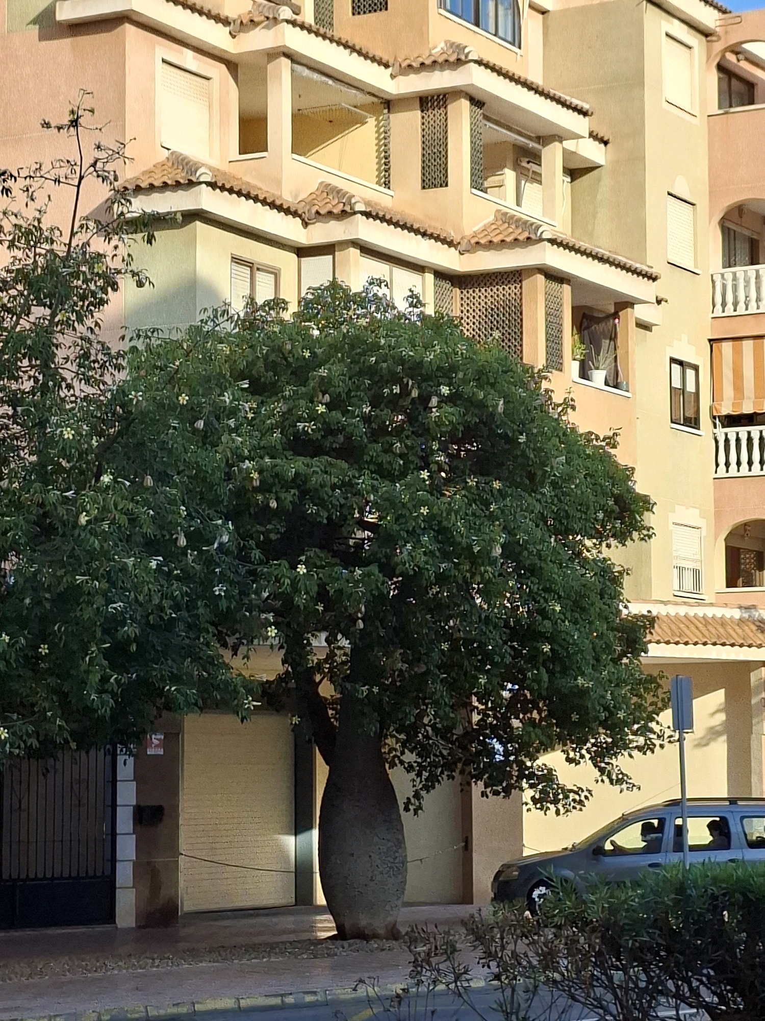 The image depicts a street scene in Torrevieja, Spain, featuring a large, leafy tree with a swollen trunk in the foreground. Behind the tree, a multi-story building with a warm, peach-colored facade is visible, characterized by tiled roofs, balconies with railings, and windows with shutters. A grey SUV is parked on the street to the right, with at least two individuals visible inside. The street is paved, and there are some smaller bushes and plants in the lower right corner. The overall impression is one of a residential area under a bright sky.