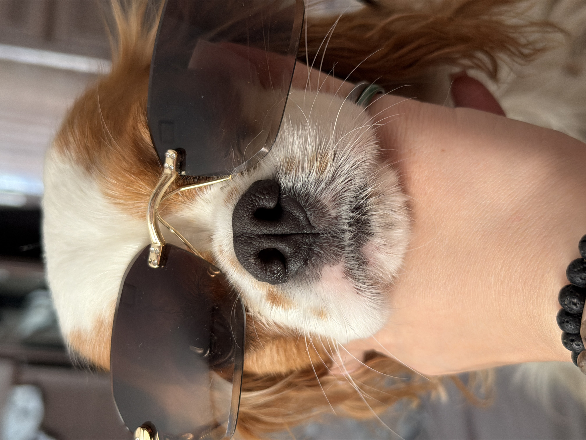 A close-up image features a Cavalier King Charles Spaniel wearing sunglasses. The dog's head is resting in a human hand, which is also visible in the image. The dog's nose is prominently centered, with the sunglasses positioned on the face. The fur is a mix of white and brown. A bracelet made of dark, porous stones is visible on the wrist of the hand holding the dog. The scene appears to be indoors. There is no indication that this photo was taken in the city of Chaikovsky, Russia.