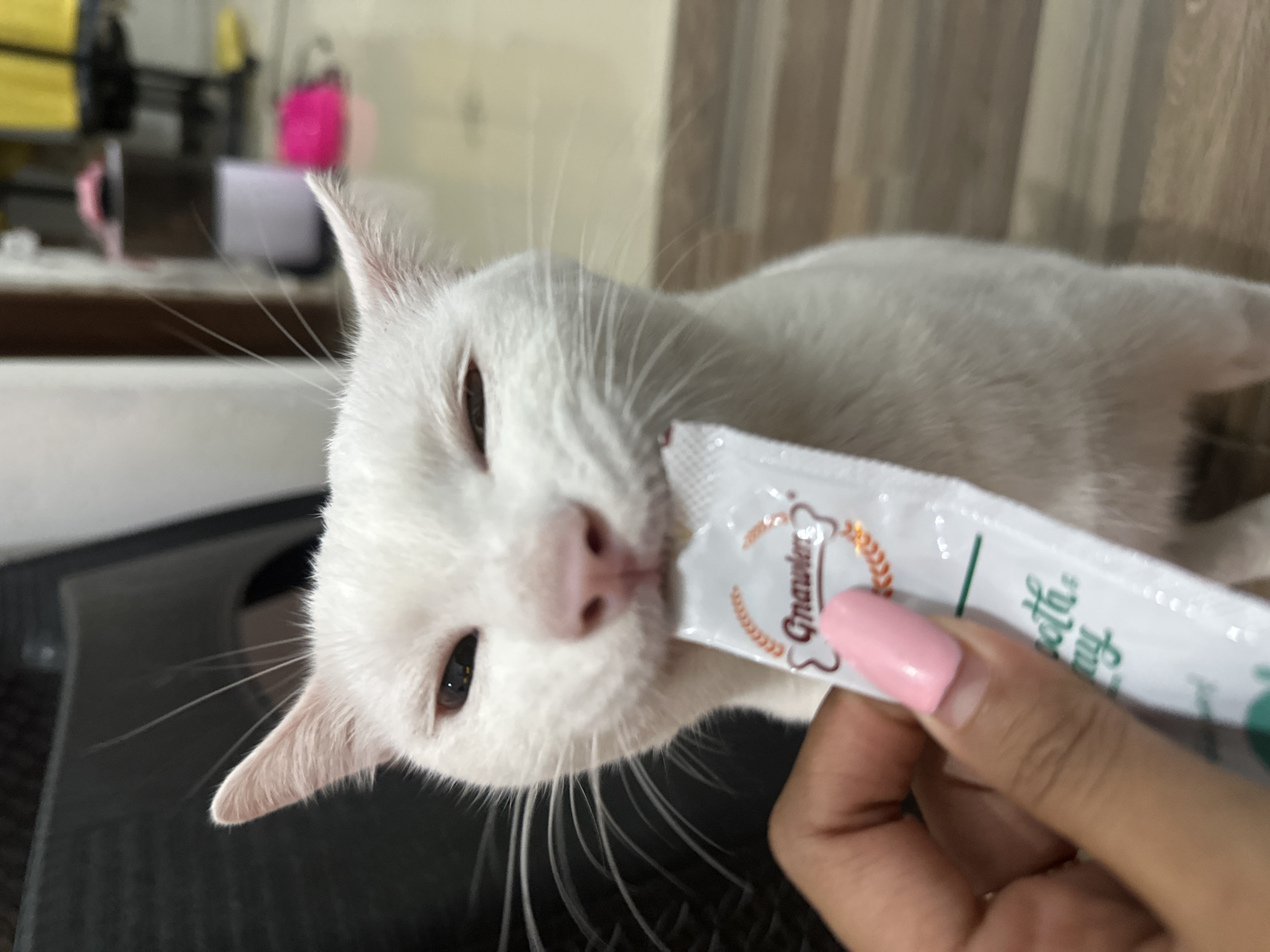 A white cat with pink ears and dark eyes is being fed a white tube treat by a person's hand with a pink fingernail. The treat has a label with the word "Gnawler" and a drawing of a bone and a leaf. The background is blurred and appears to be an indoor setting with wooden flooring and some objects in the distance. There is no specific indication of the location being Sukawati, Indonesia.