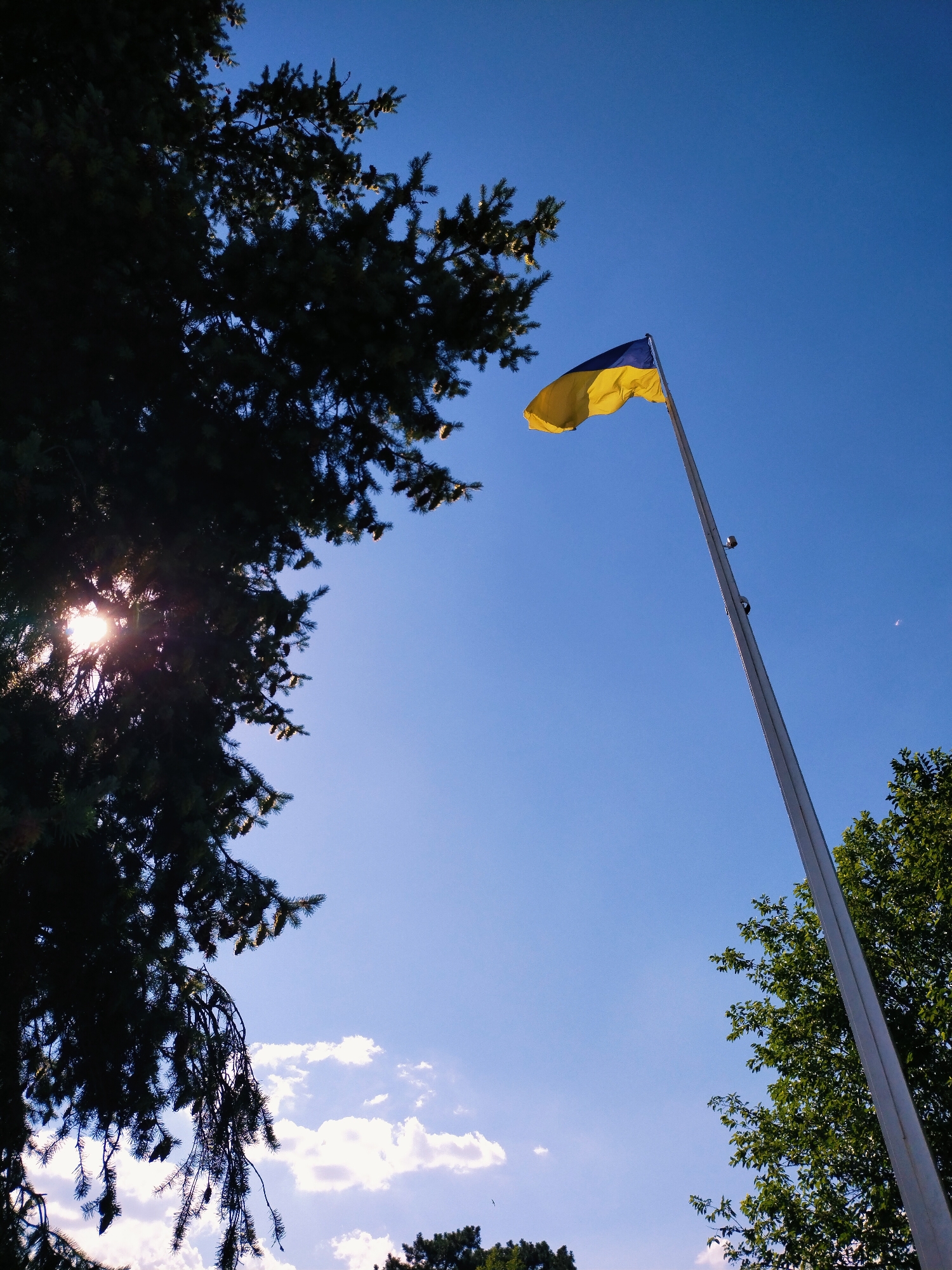 A low-angle, vertically oriented shot captures a Ukrainian flag waving on a flagpole against a clear, bright blue sky. The flag, with its distinctive blue and yellow horizontal bands, is positioned in the upper right quadrant of the image, its fabric billowing in the breeze.
The scene is framed by the dark, silhouetted branches of coniferous trees on the left and deciduous trees on the right. Sunlight pierces through the branches on the left, creating lens flare and highlighting the needles and cones of the evergreen tree. Wispy white clouds drift across the sky, particularly visible in the lower portion of the image.
The time of day appears to be late morning or early afternoon, given the bright sunlight and the clear sky. The overall mood is one of peace and patriotism, with the flag serving as a prominent symbol against the natural backdrop. The setting is likely an outdoor location, possibly a park or public space in Horishni Plavni, Ukraine, suggested by the presence of trees and a flagpole. There is no visible text in the image.