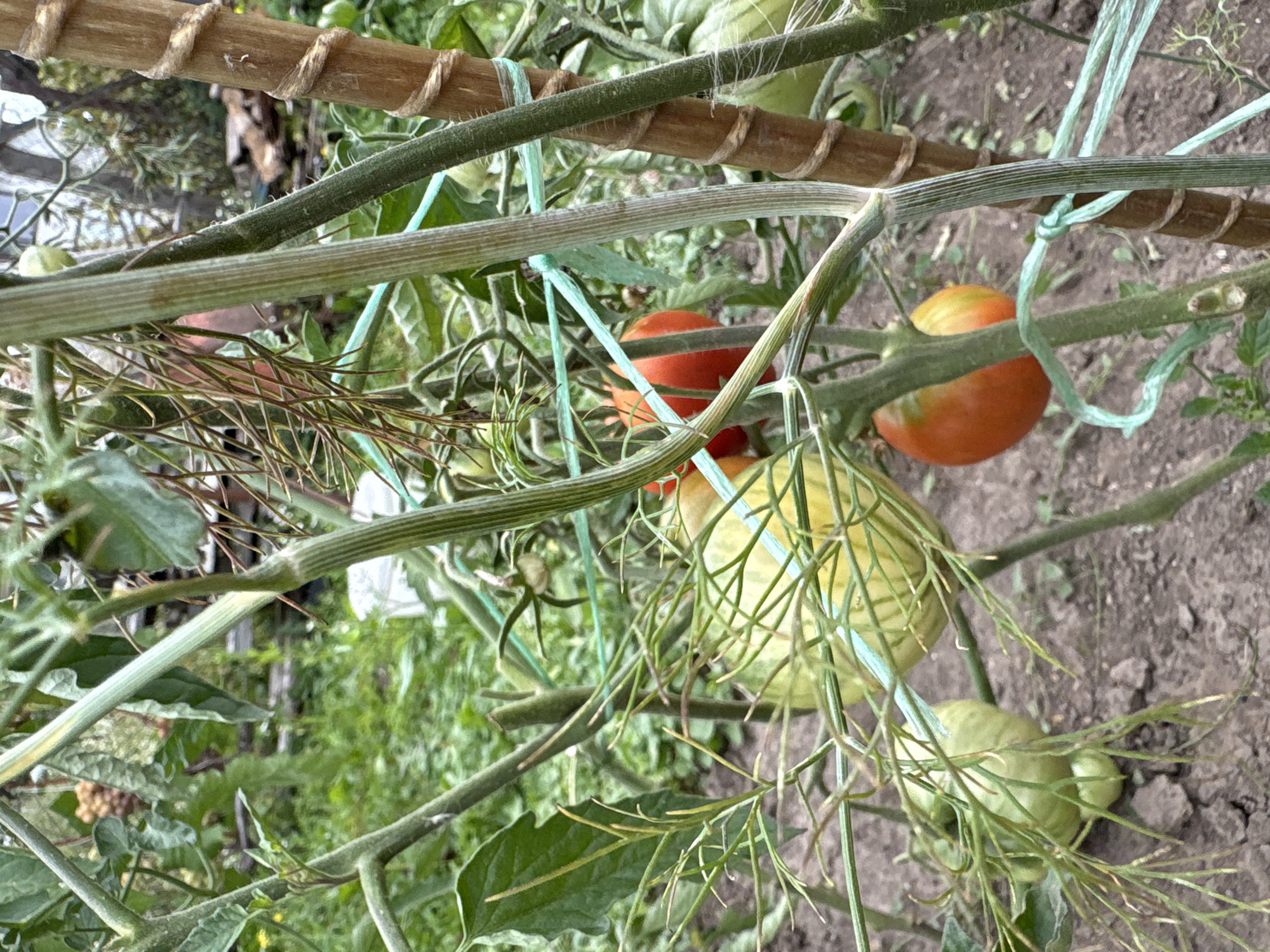 The image shows a close-up view of a tomato plant with several tomatoes in various stages of ripeness, some green and some red. The plant is staked with a wooden pole wrapped in twine, and green twine is used to tie the plant stems to the stake. The background is a blur of green foliage and brown soil, suggesting an outdoor garden setting. There are no people visible in the image. The location is identified as Petrykiv, Ukraine.