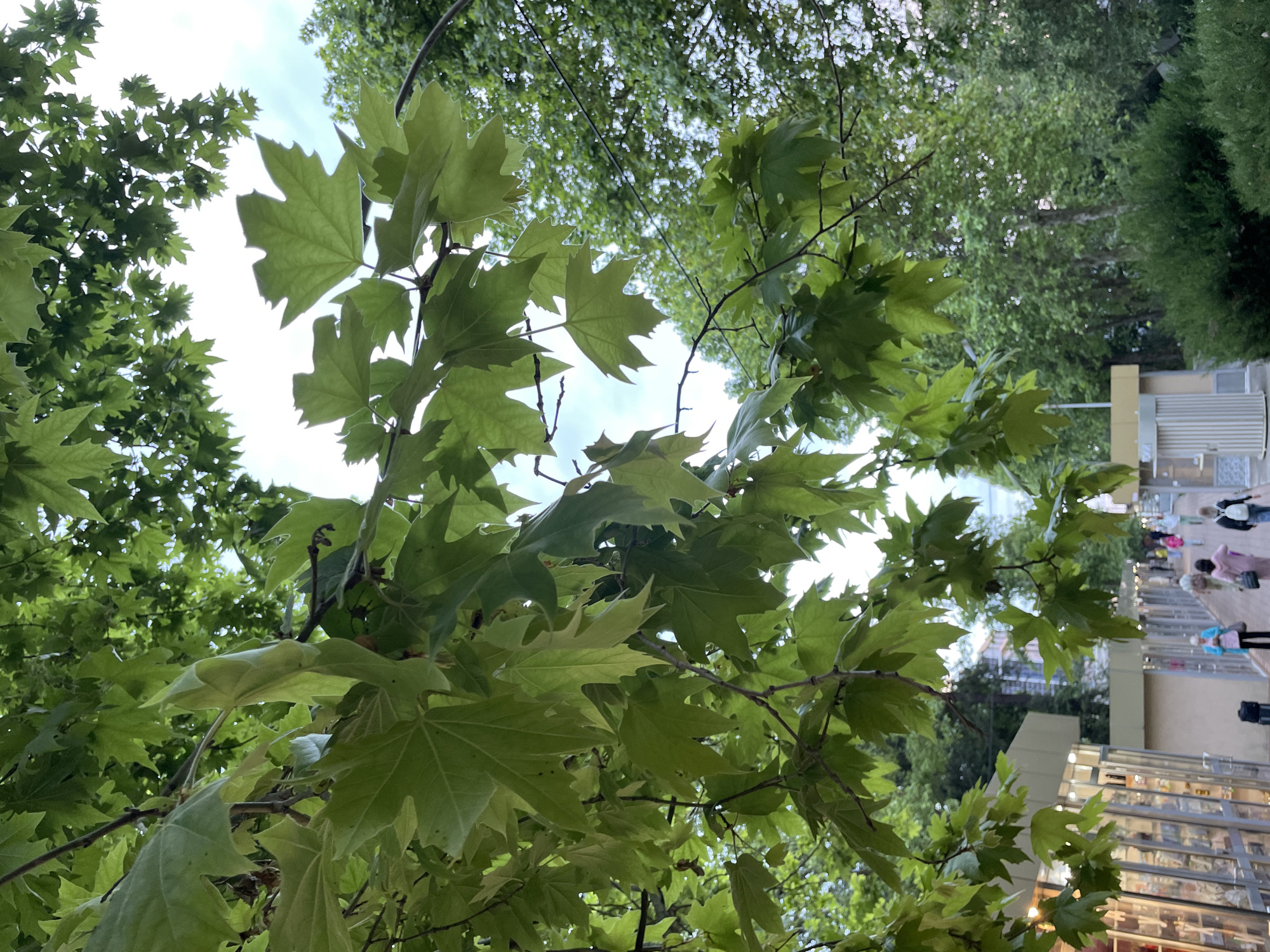 The image is taken from a low angle, looking up through the branches and green leaves of a tree, likely a sycamore or similar species, towards a sky with scattered clouds. Through the leaves, a brightly lit area suggests a pedestrian zone or street. On the right side of the frame, a building with a glass facade is partially visible. The reflection in the glass shows indistinct figures, likely people walking along the street. The blurry nature indicates movement. The location is in Sochi, Russia based on the presence of sycamore trees in the area and the architectural style of the buildings. The time of day is daytime.