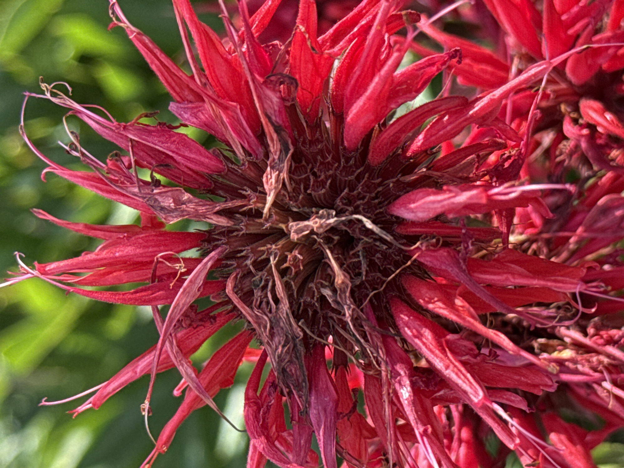 A close-up, overhead view of a cluster of vibrant red bee balm flowers is captured against a softly blurred green background. The central part of the flowers shows some wilting and browning, with delicate, dried brown petals and stamens intertwined. The outer petals are bright red, tubular, and feathery, with some extending outwards and others curving inwards. The image focuses on the intricate details of the flower's structure, highlighting the contrast between the fresh, vivid petals and the aging, withered center. The context of Bor, Russia, is not discernible from the visual information provided in the image.