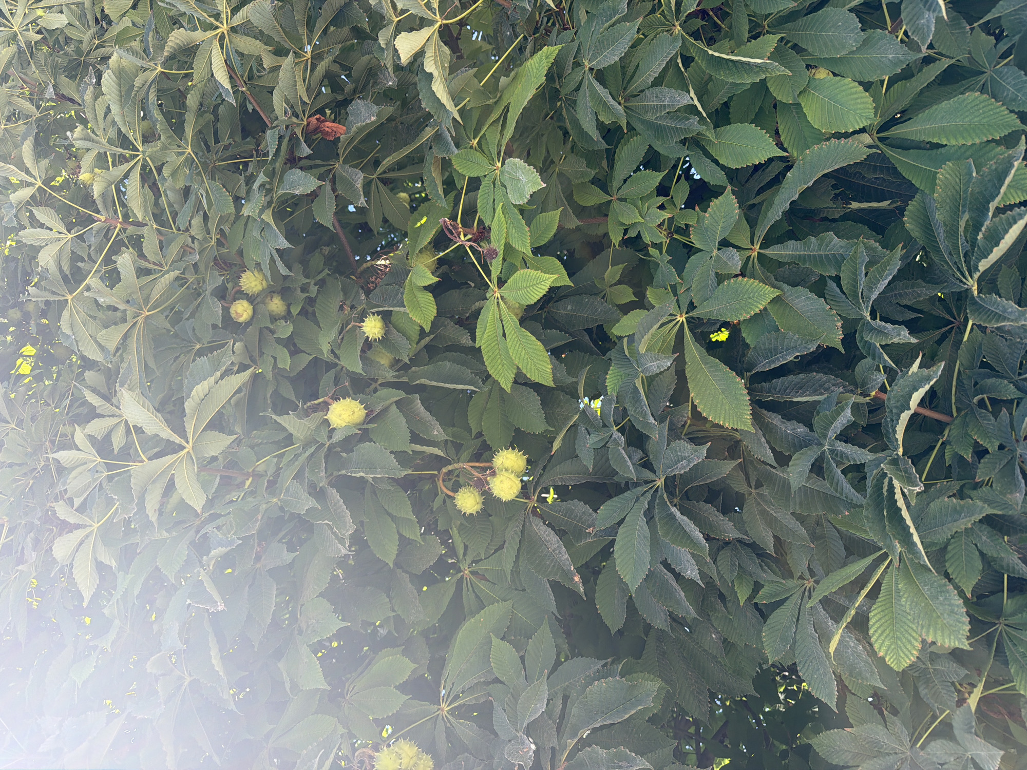 A close-up, full-frame shot captures the dense foliage of a horse chestnut tree, featuring its distinctive palmate leaves and developing conkers. The leaves are a deep green, with some showing signs of slight wilting or discoloration. Several spiky, green conkers are visible, some hanging in clusters, others scattered amongst the leaves. The lighting suggests it is daytime, with a bright light source causing a lens flare in the upper left quadrant of the image, casting a soft glow over the leaves. The background is a dense mass of more leaves, creating a textured and layered effect. The scene is devoid of human presence or any urban context, suggesting a natural setting within a park or garden. This photograph was taken in Zangiata, Uzbekistan.