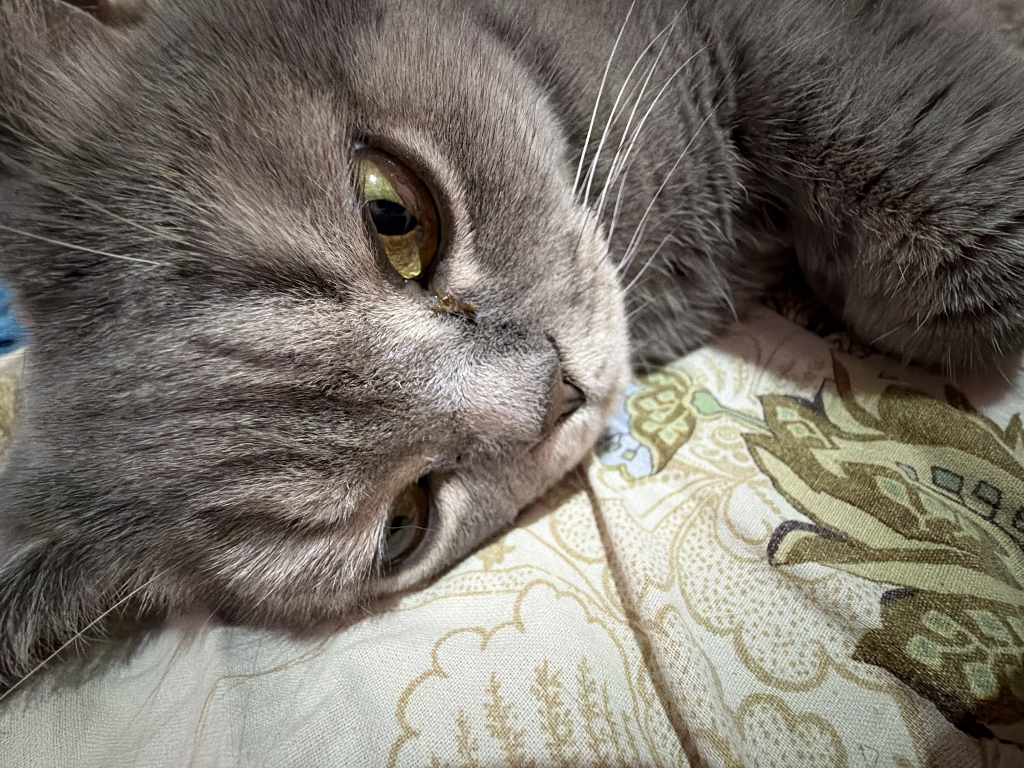 A close-up shot depicts a gray cat lying on a patterned fabric. The cat's head is in the foreground, slightly angled, with visible whiskers and amber eyes. The fabric underneath features a light background with brown and green floral patterns. The location of the image is not apparent in the image.