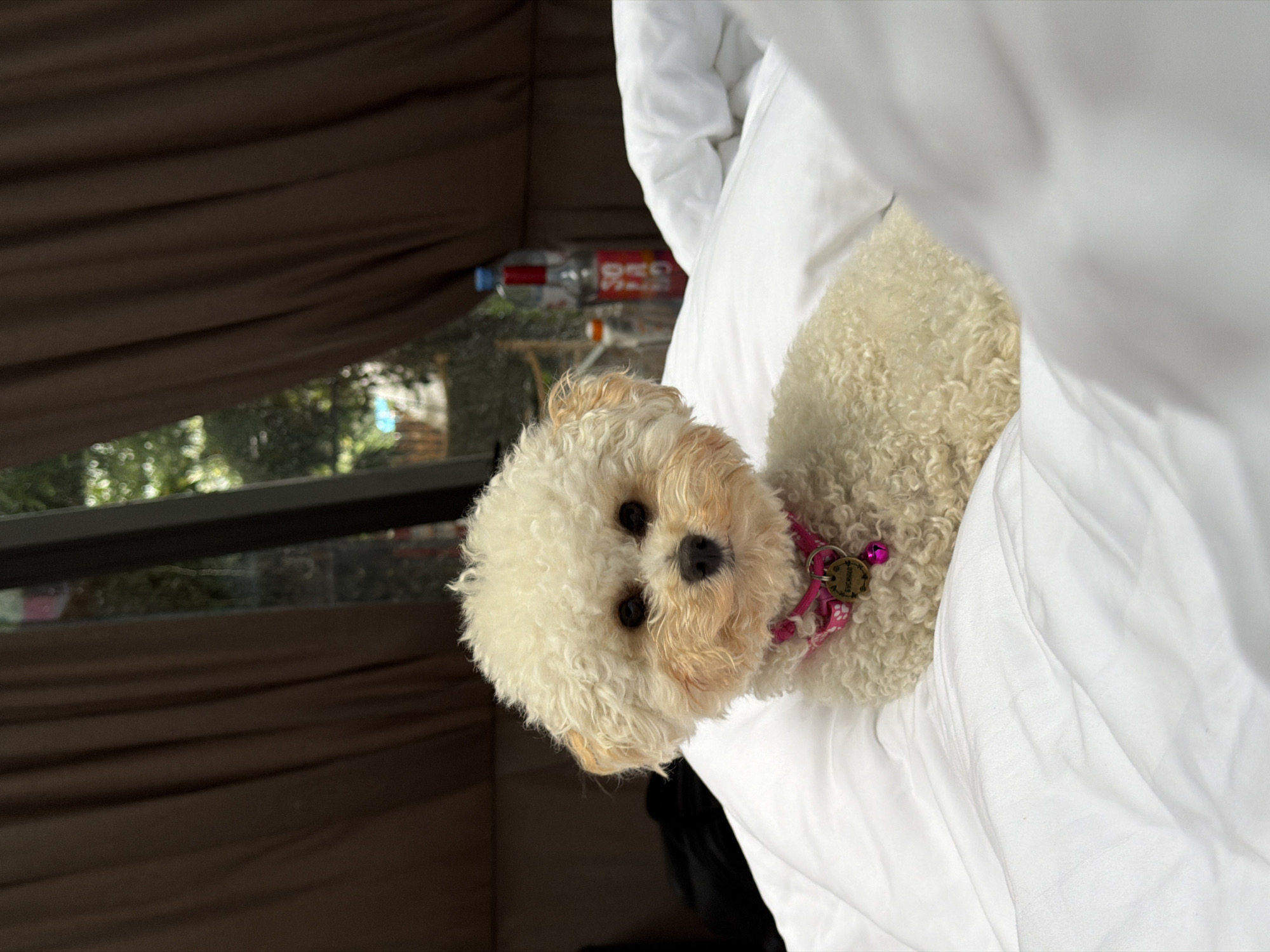 A cream-colored Bichon Frise dog with a pink collar and bell is lying on a white duvet. The dog is looking directly at the camera with its head tilted slightly. The dog has fluffy, curly fur and dark eyes. In the background, there are brown curtains and a window with a view of trees. A red and blue bottle is visible on a shelf behind the dog. The scene appears to be indoors, possibly in a hotel room.