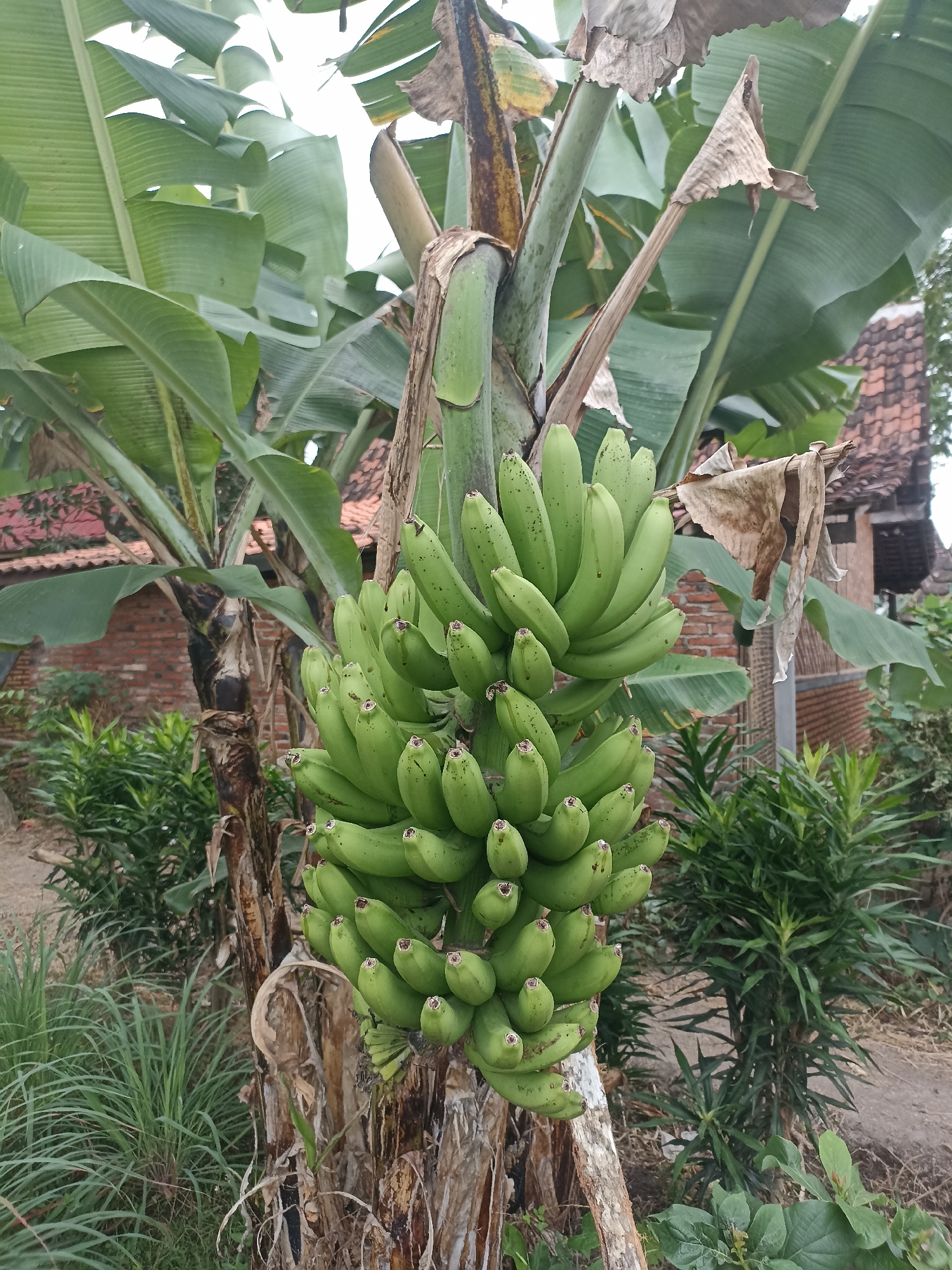 A bunch of unripe green bananas hangs from a banana tree in Mojopanggung, Indonesia. The bananas are clustered tightly together, with some visible black speckling on their skins. The tree trunk is rough and brown, with large green banana leaves unfurling above and behind the fruit. In the background, a traditional Indonesian house with a red tiled roof and brick walls is visible. Lush green foliage, including tall grasses and smaller leafy plants, surrounds the base of the banana tree. The scene is outdoors, likely in a rural or semi-rural setting, under natural daylight. There are no people present in the image.