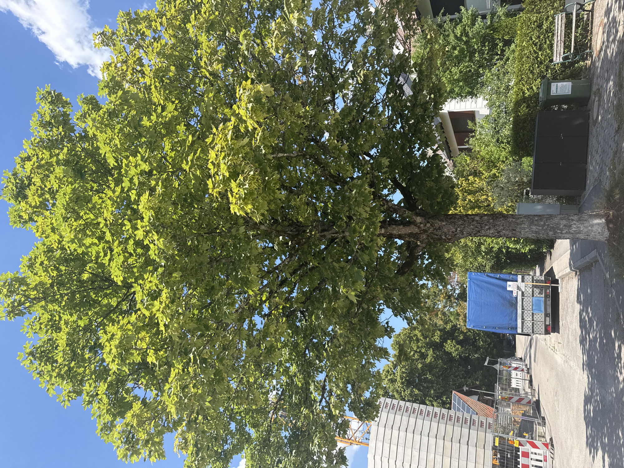 The image captures a sunny day in Höhenkirchen-Siegertsbrunn, Germany, with a large, leafy tree dominating the foreground. The tree has a textured brown trunk and is covered in bright green foliage. To the left of the tree, a street is visible, featuring a construction site with stacked concrete blocks, a crane in the background, and temporary safety barriers. A truck with a blue tarp covers its cargo is parked on the street. The right side of the image shows a residential area with houses, dense green bushes, and a dark grey storage unit next to a green recycling bin and a park bench. The sky above is blue with scattered white clouds.