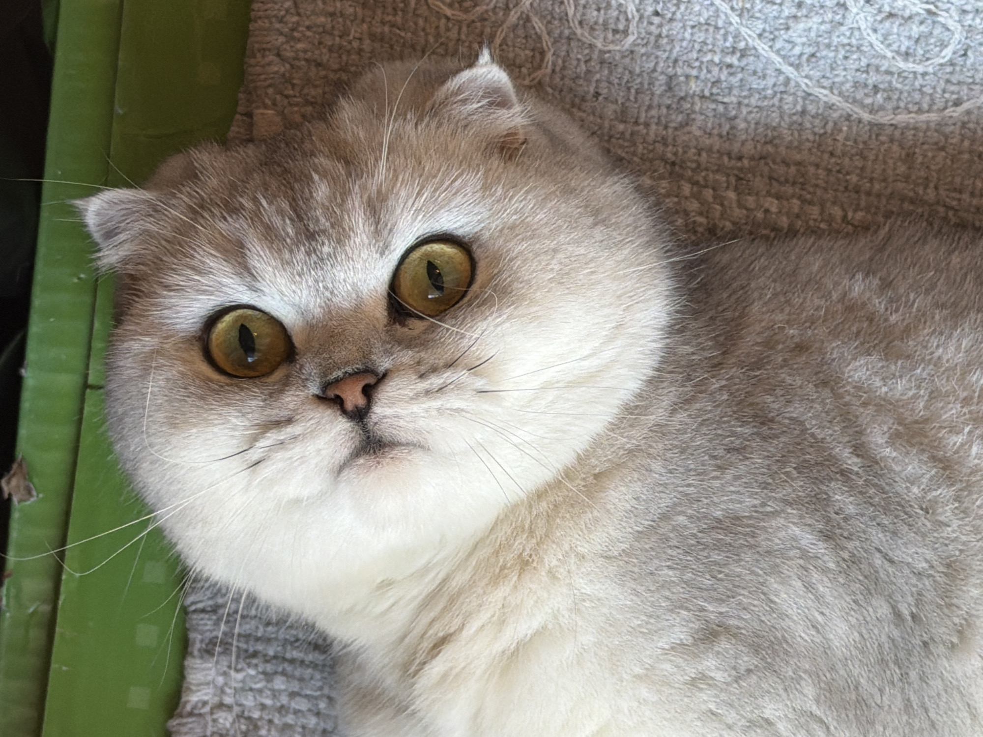 A Scottish Fold cat with golden eyes and silver-grey fur is lying on its back on a textured grey surface. The cat's ears are folded downwards, and its mouth is slightly open, revealing a pink tongue. Behind the cat, a bright green object is visible, possibly a box or a shelf. The lighting suggests an indoor environment. There is no indication of the city of Rome, Italy in this image.