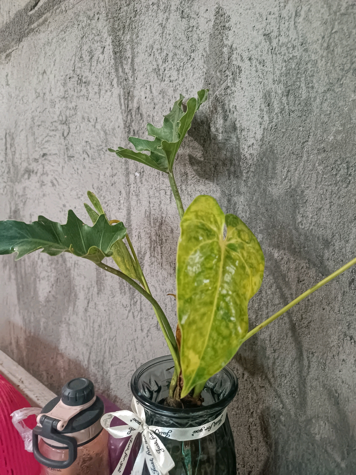 This is a close-up, eye-level, medium shot of a potted plant against a textured gray wall. The plant has several large, green leaves, one of which has variegation of yellow and green. The plant is in a dark-colored glass vase, which is tied with a white ribbon that reads "Just for you" in a script font. To the left of the vase is a plastic water bottle with a black and tan lid and a handle. The wall behind the plant is rough and appears to be made of concrete or stucco, with shadows cast upon it. The lighting suggests an indoor setting. The scene is located in Tabanan, Indonesia.