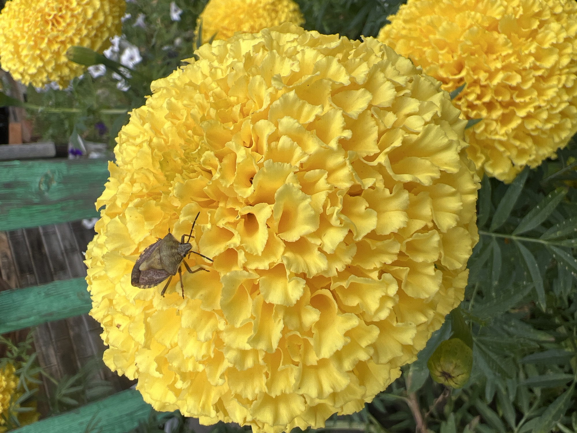 A close-up, eye-level shot shows a large, fully bloomed yellow marigold flower in the foreground. A brown and green stink bug is perched on the center of the marigold. The marigold has numerous ruffled petals. In the background, a green wooden fence is visible, along with other yellow marigolds, green leaves, and a dark green marigold bud. The image appears to have been taken outdoors.