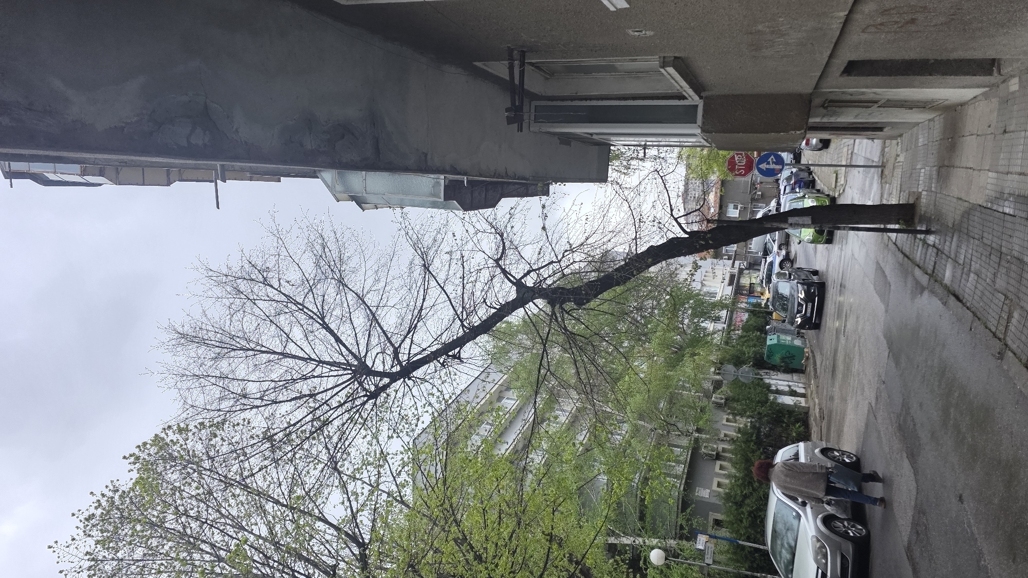 The image shows a street scene in Blagoevgrad, Bulgaria, taken on a cloudy day. The street is lined with buildings of varying heights. A tree trunk grows from the sidewalk alongside one building and extends towards the street. The tree has a mix of bare branches and new spring growth. Cars are parked along the street, and at least one person is visible near a car, seemingly interacting with it. Traffic signs and street lights are also present. The street surface is wet, possibly from recent rain. The architectural style of the buildings suggests a typical urban environment.