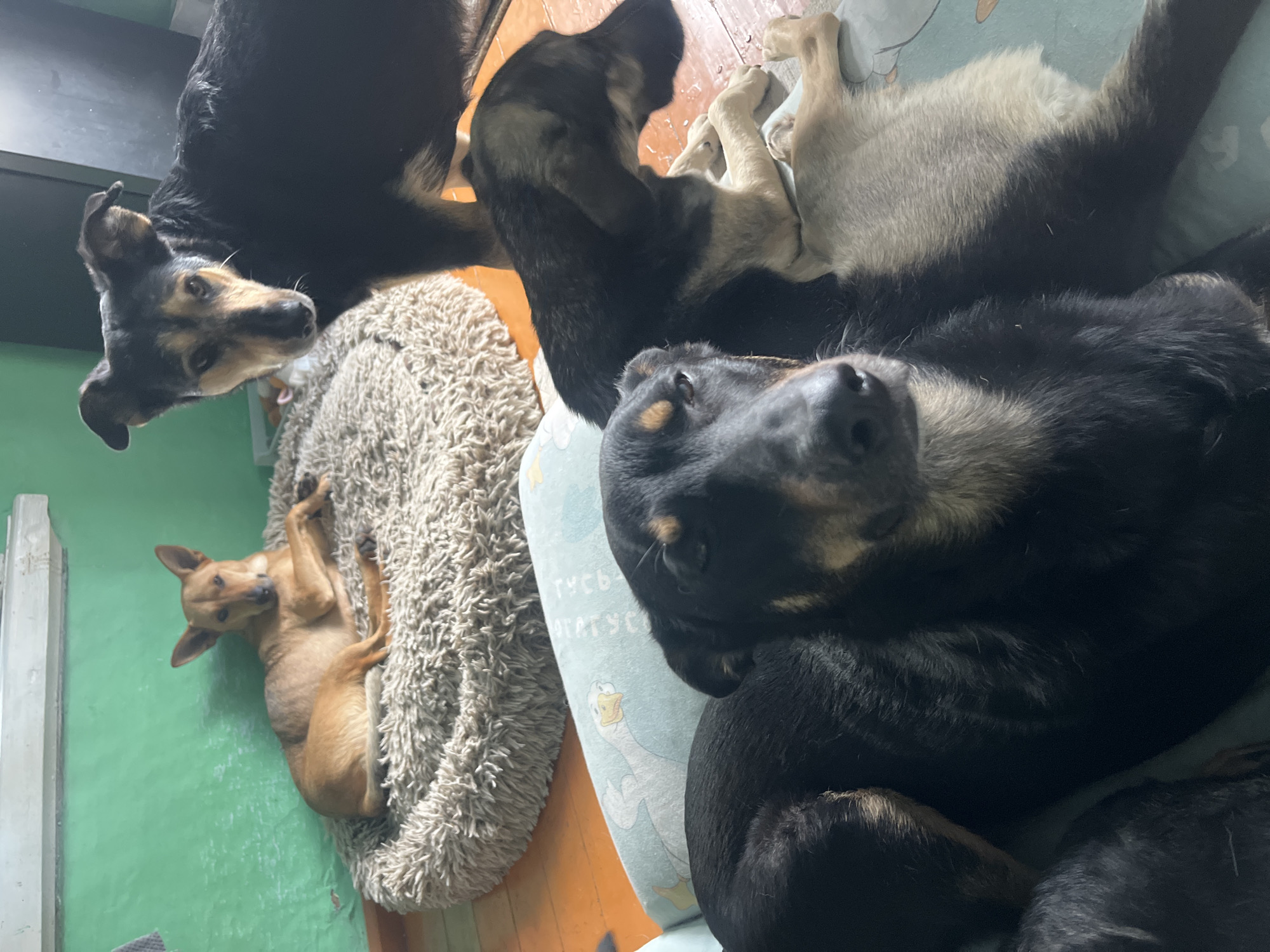 A group of four dogs is resting on the floor. One dog, a tan-colored medium-sized breed, lies on a fluffy, round bed. Behind it, a larger black and tan dog stands, looking toward the camera. In the foreground, two black and tan dogs are lying down on a light blue pillow. One dog's head is visible, facing the camera, while the other dog is lying on its side, facing away from the camera. The environment appears to be indoors, with a green painted wall in the background and wooden flooring. There is no indication of the location being in Nizhny Tagil, Russia.