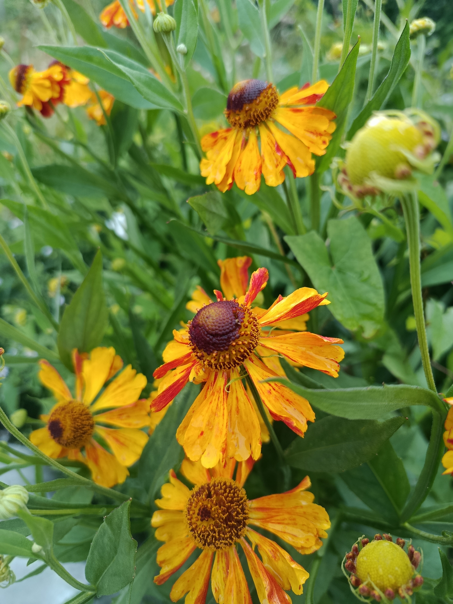 This is a close-up photograph of a cluster of helenium flowers, commonly known as sneezeweed, in bloom. The flowers are predominantly yellow with streaks of red or orange on their petals. The center of each flower is a dark, textured disc. Several flower buds are also visible, one in the foreground with delicate red tendrils unfurling. The background is filled with lush green foliage, suggesting an outdoor setting, likely a garden. The lighting indicates it is daytime, with soft shadows. The photograph appears to have been taken in a garden in the city of Vereya, Russia, though no specific landmarks or human presence are discernible within the frame.