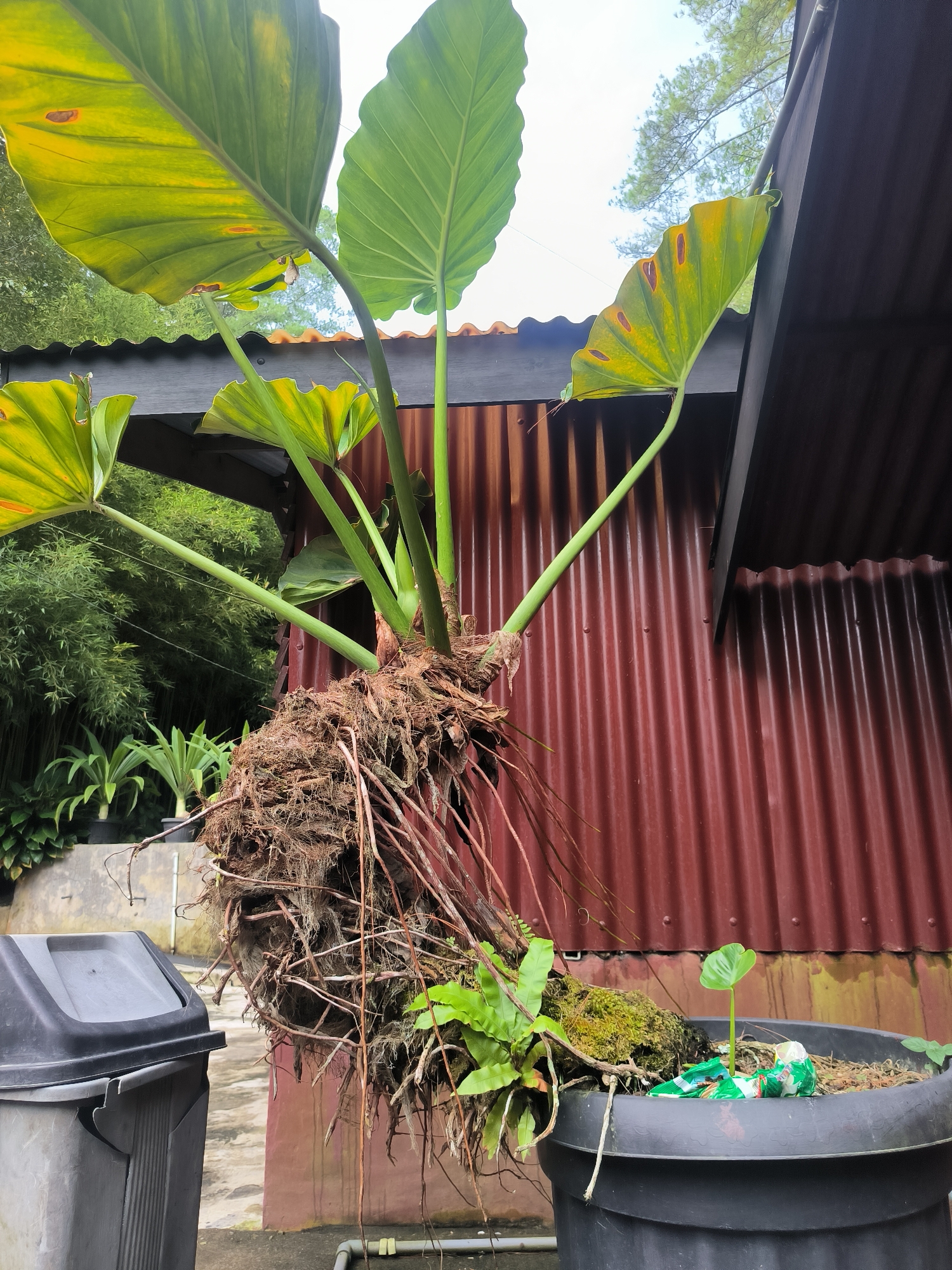 In Tansaril, Indonesia, an overgrown elephant ear plant with exposed, sprawling roots is situated in a large black plastic pot. The plant's large, green leaves, some showing yellowing and brown spots, arch upwards. A weathered corrugated red metal wall forms the backdrop, with a dark, sloped overhang above. To the left of the pot, a grey trash can is visible. The environment appears to be outdoors, possibly a garden or yard, with hints of other greenery and a concrete ground surface. The roots of the plant are a prominent feature, extending outwards and downwards from the main body of the plant. A small seedling is growing in the pot near some green packaging material.