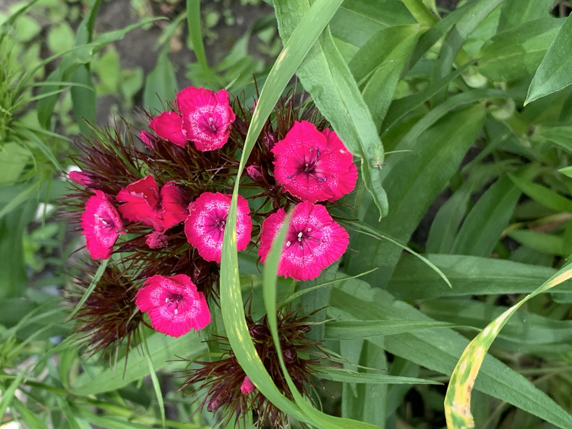 The image displays a close-up, top-down view of a cluster of vibrant pink flowers, likely Sweet William (Dianthus barbatus), amidst lush green foliage. The flowers are a striking fuchsia or magenta color, featuring distinctly ruffled or serrated petal edges and a lighter, intricately patterned center. Several blossoms are fully open, showcasing their detailed inner structures. Beneath the individual flowers, dark, spiky bracts form a dense base for the cluster.
The flowers are surrounded by a variety of green leaves and slender, grass-like blades. Some of the foliage shows subtle yellowing or lighter green variegation, adding texture to the background. The overall impression is that of a healthy, flourishing plant in an outdoor garden or natural setting. The lighting suggests it is daytime, with soft, natural illumination highlighting the colors without harsh shadows. No specific activity or event is taking place, as it is a still life photograph of flora. The scene evokes a sense of natural beauty and vibrancy. The location context provided is Stavropol, Russia. There is no visible text within the image.