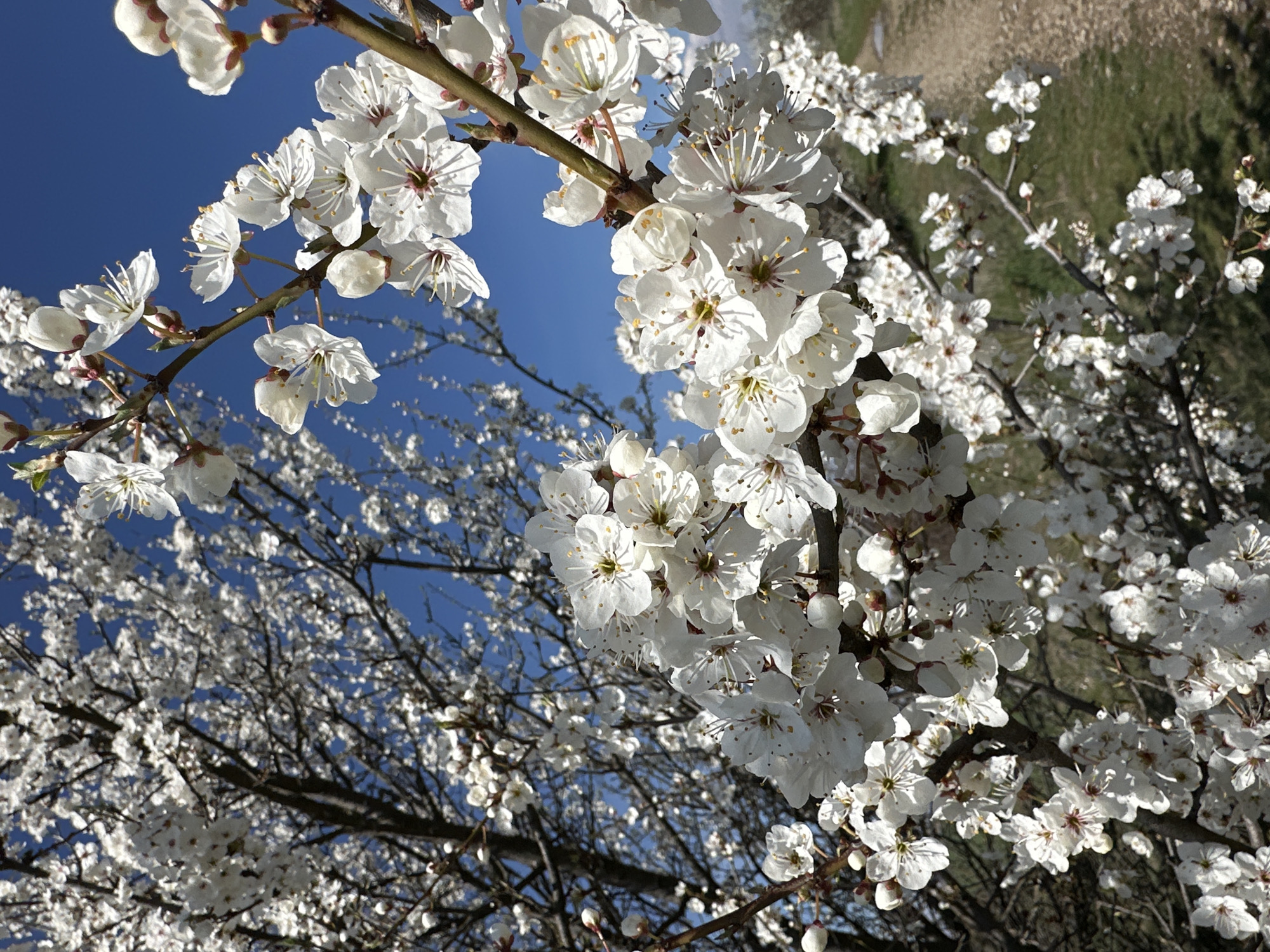 The image shows branches of a tree covered in white blossoms against a blue sky. Some of the blossoms are in full bloom, while others are still in bud. A patch of green and brown is visible in the top right corner, possibly a grassy area or field. The location is likely in Sofia, Bulgaria, based on the prompt. The photograph is taken from a low angle, looking up at the tree and sky. The overall impression is one of springtime and natural beauty.