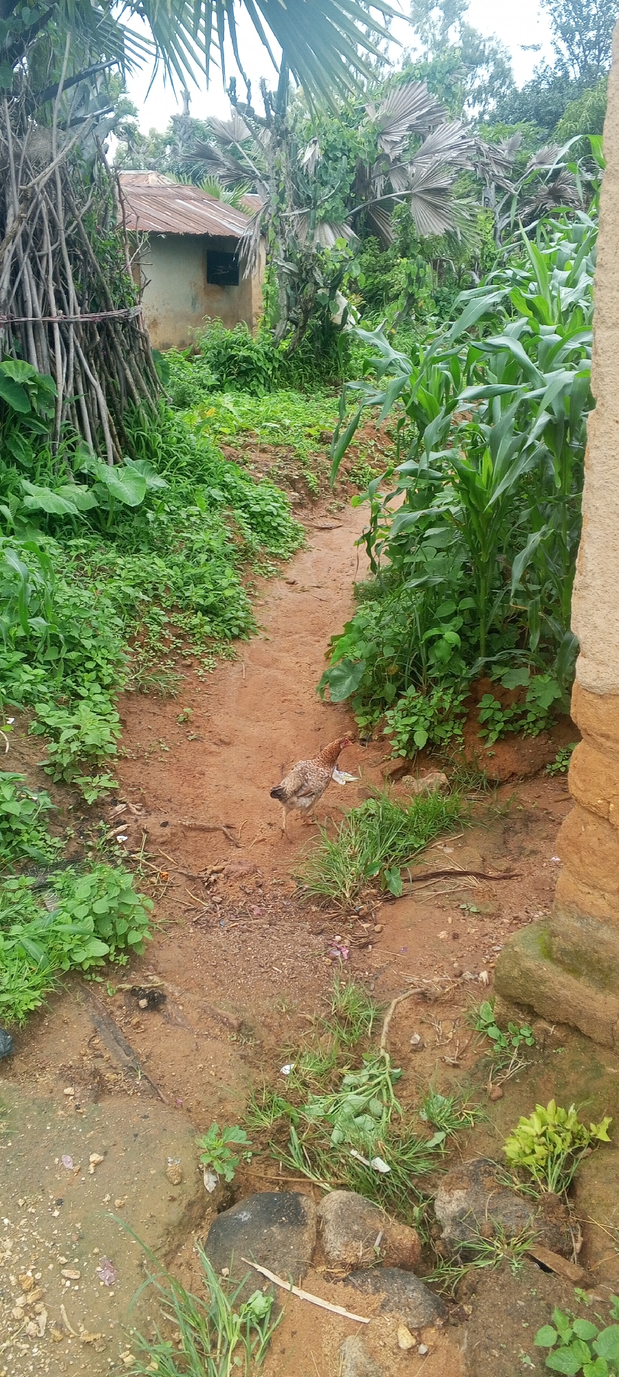 The image depicts a rural scene in Ohit, Nigeria. A dirt path winds through lush green vegetation and tall corn stalks. On the left, a small, weathered building with a corrugated metal roof is partially visible, surrounded by an assortment of dry branches and large green leaves. A chicken is walking on the dirt path in the middle of the frame, with its head slightly lowered. The ground is a reddish-brown soil, with scattered rocks and green foliage growing in patches. The overall impression is one of a simple, natural environment, likely a residential area in a village setting.
