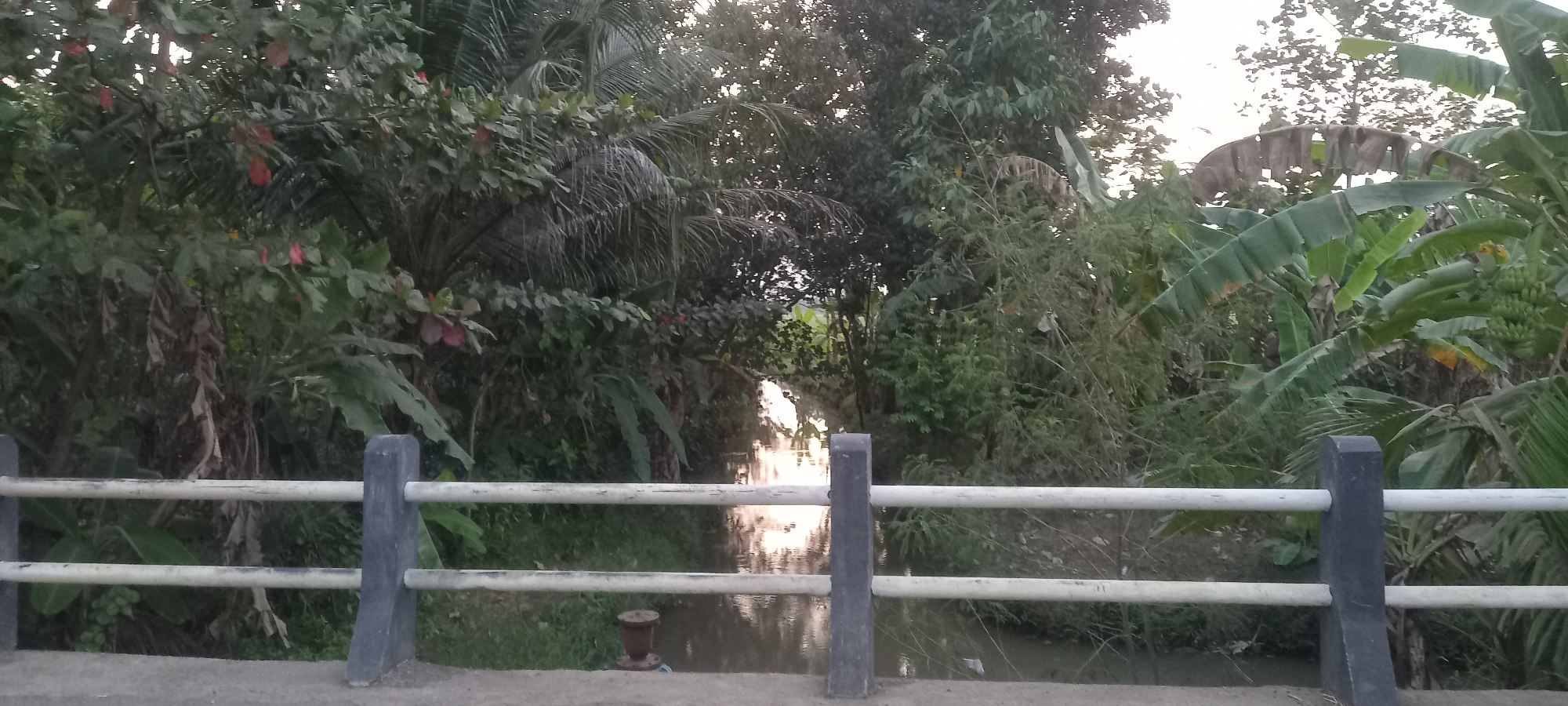 The image captures a view of a narrow waterway bordered by dense vegetation and trees, likely in a rural or semi-rural setting. In the foreground, a white railing with dark gray supports runs horizontally across the frame, suggesting the perspective is from a bridge or walkway overlooking the water. The railing is composed of two horizontal bars. The waterway itself appears calm, reflecting the soft, overcast light of late afternoon or early morning. The banks of the canal are overgrown with a variety of plants, including broad-leafed plants that resemble banana leaves and other lush green foliage. Some trees with darker leaves form a canopy overhead, creating dappled light and shadow. The overall impression is one of a tranquil, natural environment.