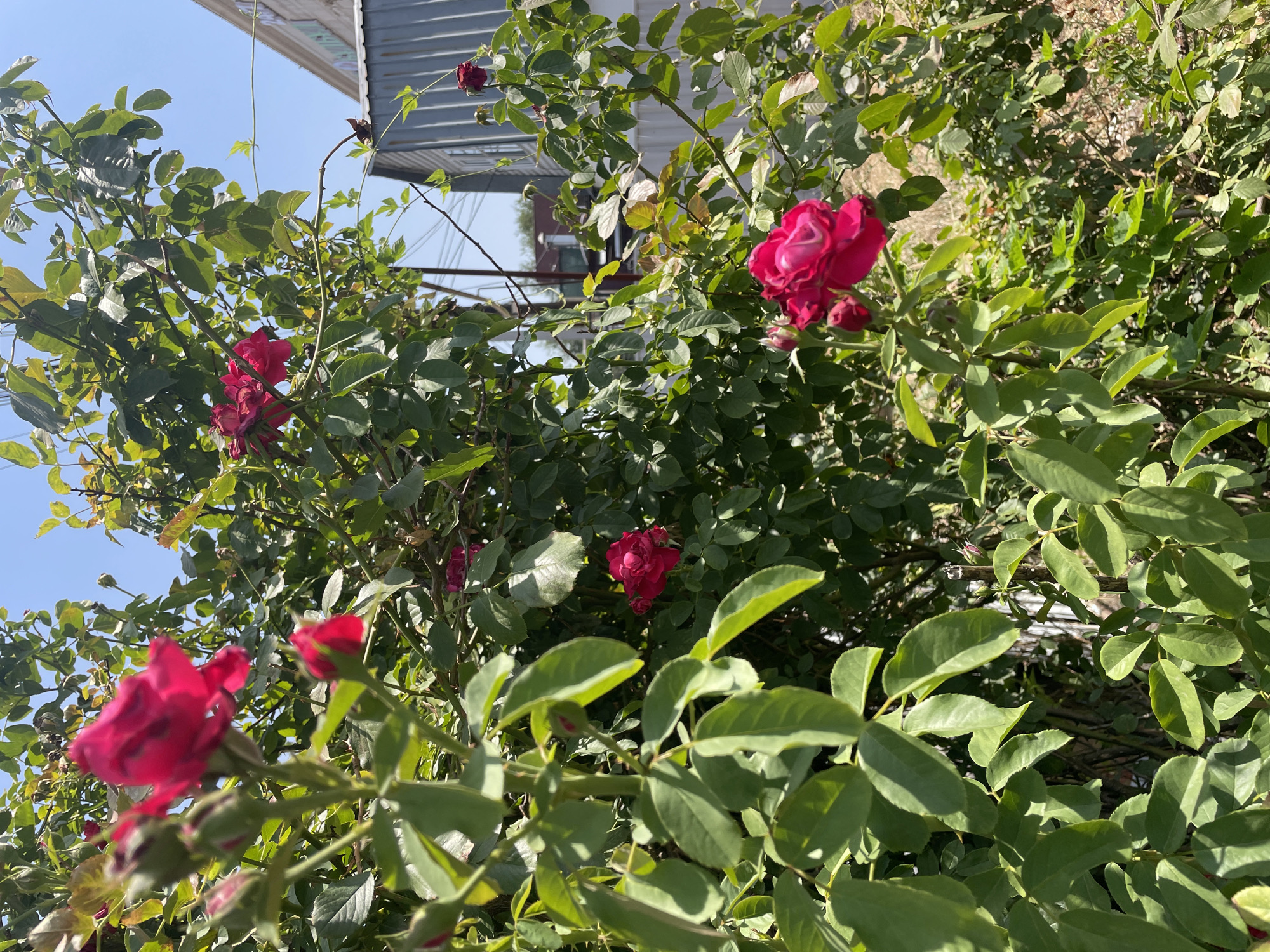 The image depicts a close-up view of a rose bush with several vibrant pink roses and buds against a backdrop of lush green foliage. The scene is bathed in bright sunlight, casting shadows on the leaves. In the background, hints of urban elements are visible, including a corrugated metal structure, a white fence, and power lines, suggesting an outdoor setting within a city. The sky above is clear and blue. The composition focuses on the natural beauty of the roses, with the urban environment subtly present in the periphery. The scene appears to be located in Almaty, Kazakhstan.