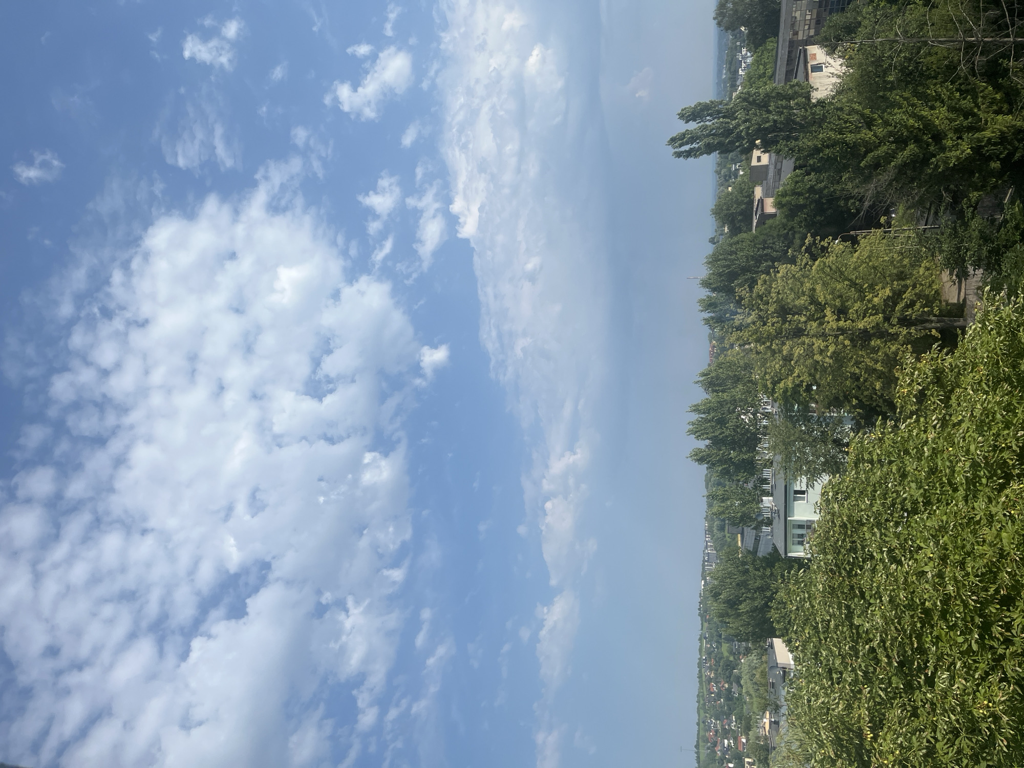 The image depicts a city view from an elevated perspective, dominated by a vast sky filled with scattered cumulus clouds against a bright blue backdrop. In the midground, a dense arrangement of green trees forms a lush canopy, interspersed with various buildings. Prominent among these structures is a light blue, multi-story building with visible windows and what appear to be ventilation units on its roof. Several other buildings, some with flat roofs and others with pitched roofs, are visible among the foliage and further into the distance. The background reveals a more expansive cityscape with a collection of residential buildings with red-tiled roofs, suggesting a suburban area. The overall impression is one of a sunny day in a city with a significant amount of greenery.