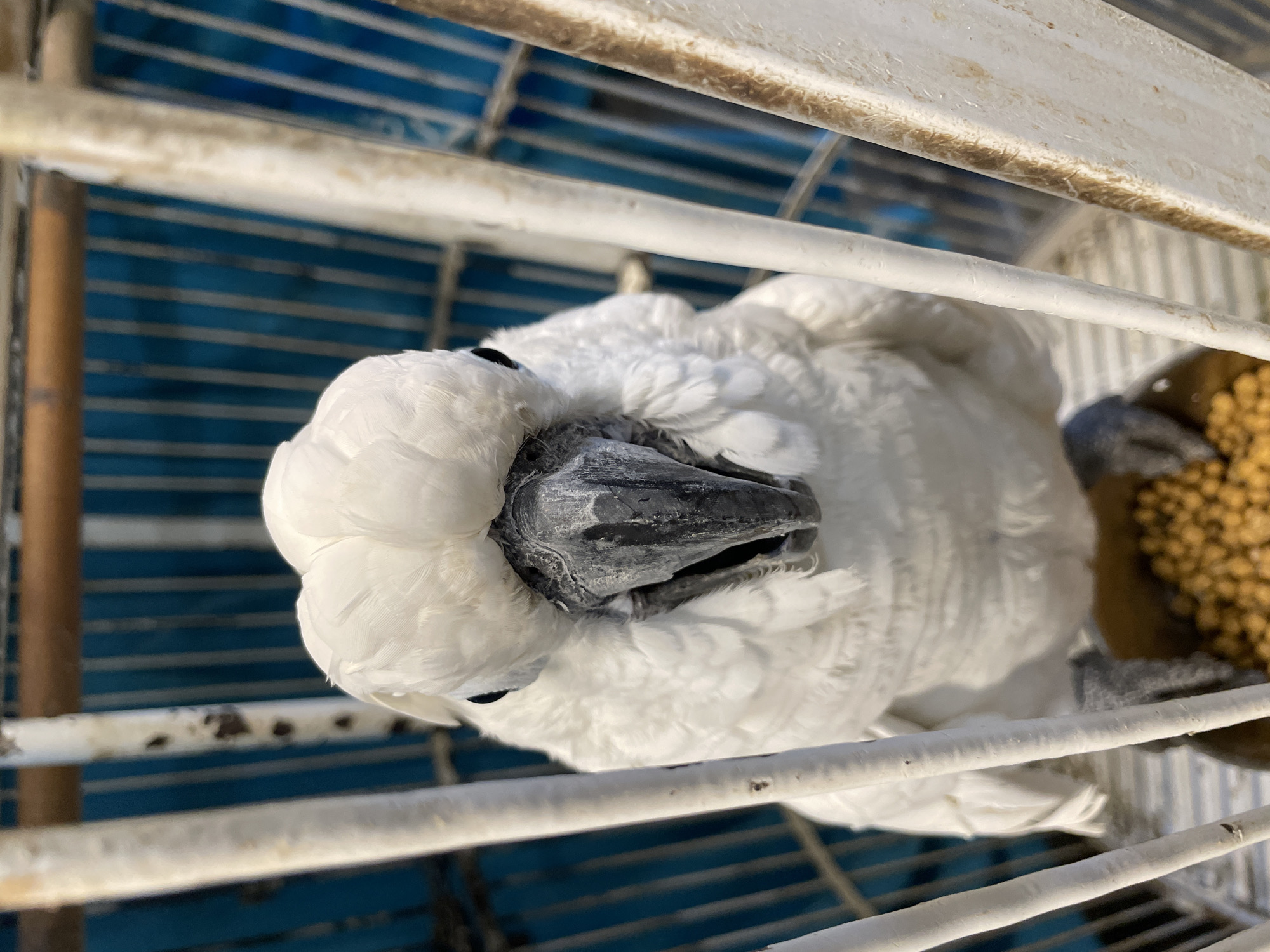 A white cockatoo is shown up close in a white cage. The bird has its mouth open and its black beak is visible. The background of the cage is a blue grate. The bird's feet are visible gripping the bottom of the cage, and it is standing in a food bowl filled with yellow pellets.
