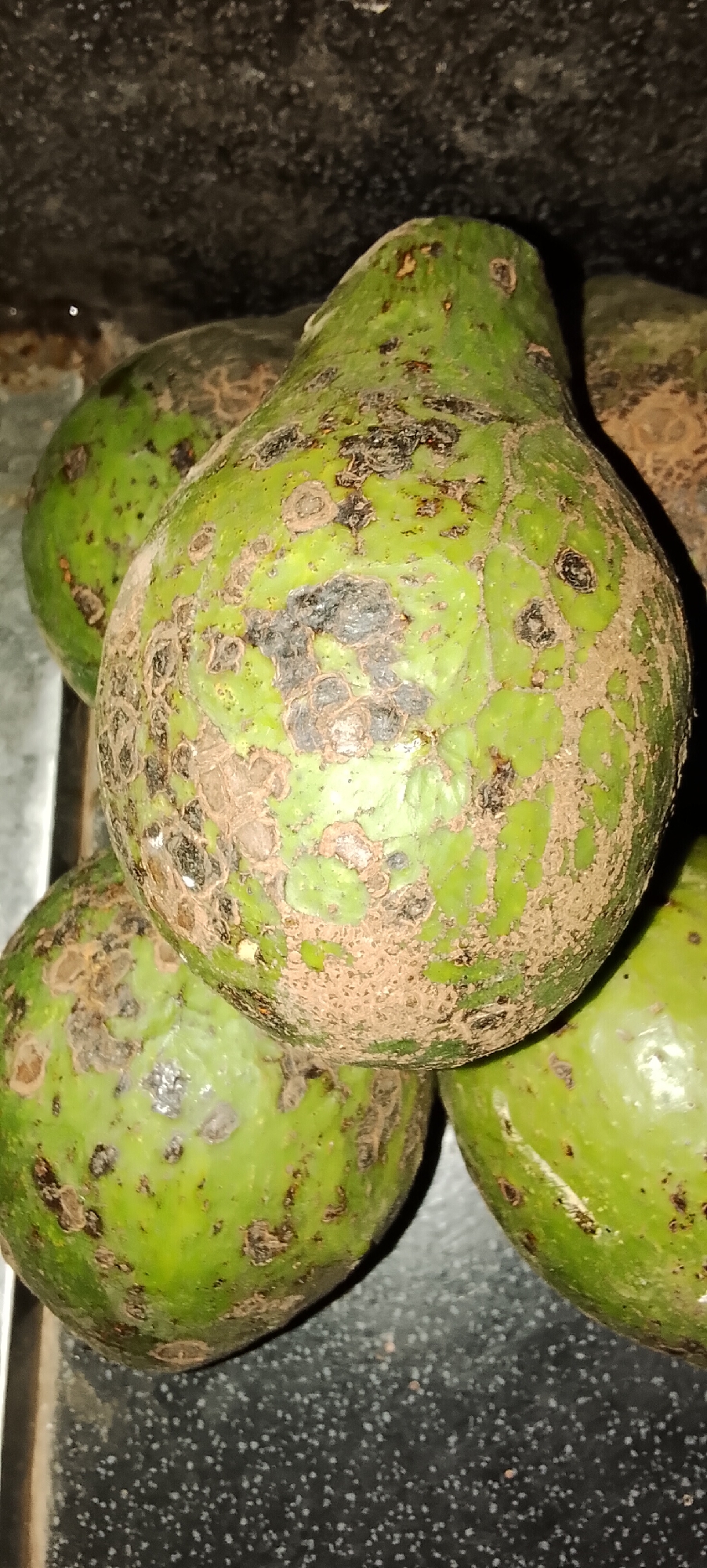 A close-up, low-angle shot shows a pile of avocados. The avocados are green with brown, textured blemishes and some dirt on their skin. They are arranged haphazardly, with some overlapping. The background is dark and appears to be a rough, possibly stone surface. A small portion of a white speckled surface is visible at the bottom of the frame. The image was taken in Padang Dalom, Indonesia.