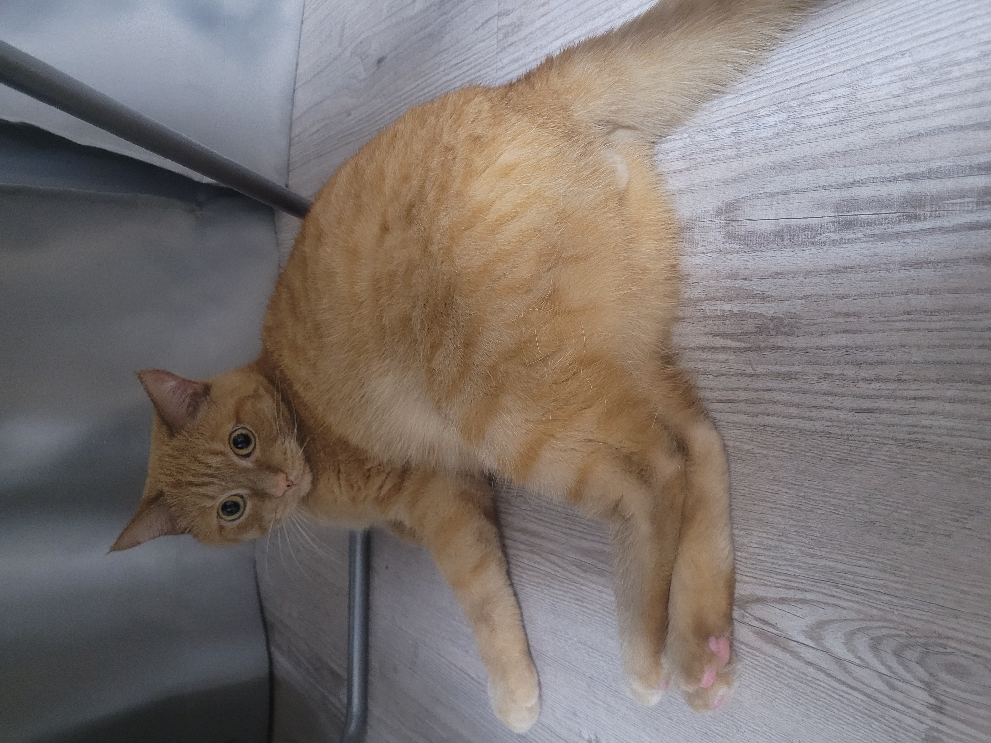 An orange tabby cat with wide, alert eyes and pink paw pads is lying on a light-colored wooden floor. The cat is positioned on its side with its legs splayed. In the background, a gray curtain hangs, and a metal chair leg is visible. The scene is indoors, with no specific city or location details identifiable.