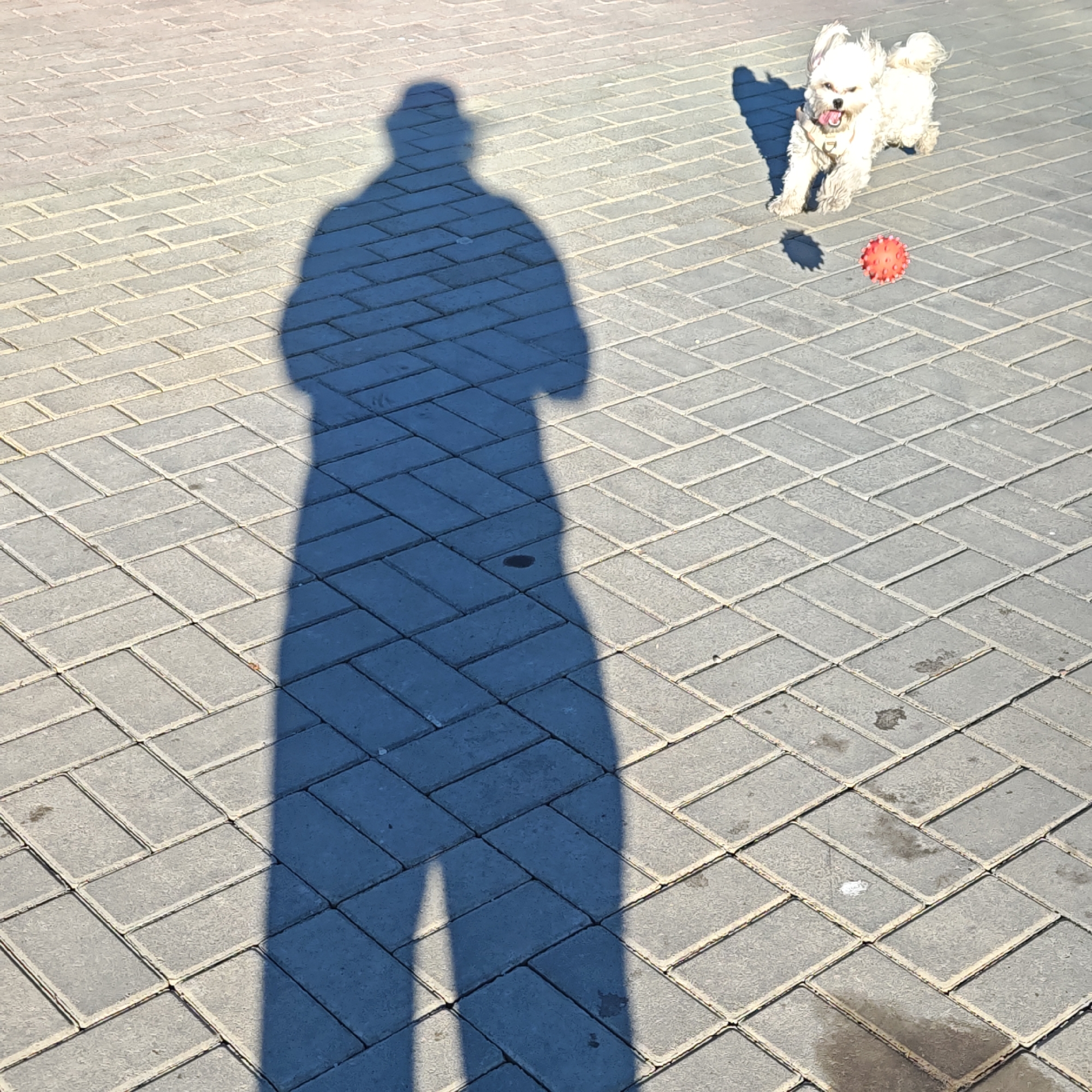 The image captures an outdoor scene featuring a person's prominent shadow and a playful white dog on a paved surface. The long, distinct shadow of the person, positioned in the foreground and extending upwards from the bottom left, suggests a low sun angle, indicating either early morning or late afternoon. The shadow clearly shows the outline of a person standing.
To the right of the shadow, a small, fluffy white dog, possibly a Maltese or similar breed, is captured mid-action. Its ears are perked, its mouth slightly open with its tongue out, and its fur appears to be in motion, conveying a sense of excitement and energy. The dog is looking towards a small, red, spiky ball lying on the paving stones in front of it, indicating it is likely playing fetch or about to engage with the toy.
The setting is an open paved area, possibly a sidewalk, park path, or plaza, made of grey rectangular pavers laid in a herringbone pattern. The bright sunlight casts sharp shadows, highlighting the textured surface of the paving. There are no other visible subjects or discernible text in the frame. The overall impression is one of a bright, sunny day, with a joyful dog enjoying playtime with its owner.