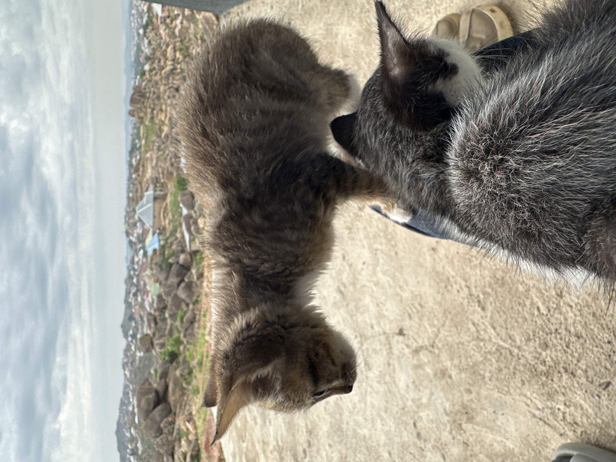 Two cats are on a concrete surface. One cat is gray and tan, and the other cat is gray with black and white markings. The city of Jos, Nigeria, is visible in the background.