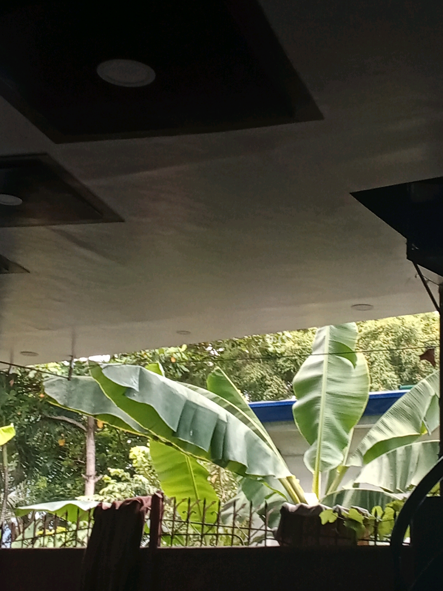 The image depicts an outdoor scene, likely a veranda or patio area, in Zamboanga City, Philippines. In the foreground, several large, lush banana leaves dominate the frame, suggesting a tropical environment. These leaves are a vibrant green and some appear to be curved or folded. Behind the leaves, a dark metal fence with decorative elements is visible. A dark brown, possibly wooden or corrugated material, is also present in the lower portion of the image, obscuring a lower section of the fence.
The background reveals dense green foliage, characteristic of trees and other vegetation found in Zamboanga City. A light-colored, possibly concrete, ceiling extends over the area, with recessed lighting fixtures visible. Two rectangular sections with darker interiors are set into the ceiling, one higher and to the left, and another lower and to the left. The overall lighting suggests it may be daytime, with some areas in shadow. No people are visible in the image, and there are no identifiable actions or interactions taking place. The scene is static and focuses on the natural elements and the architectural features of the overhead structure.